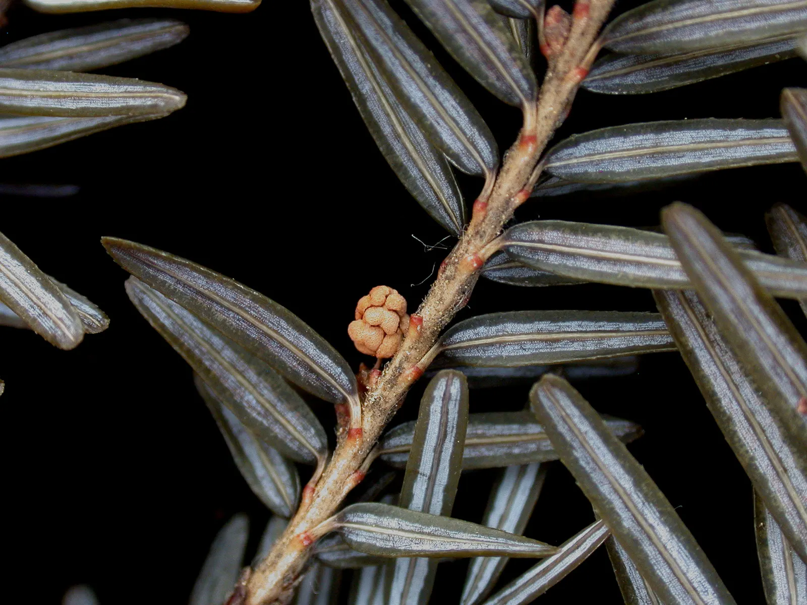 Eastern Hemlock (Tsuga Canadensis) — Proactive monitoring and management are essential for the tree's health and longevity; mature specimens reach 40-70 feet