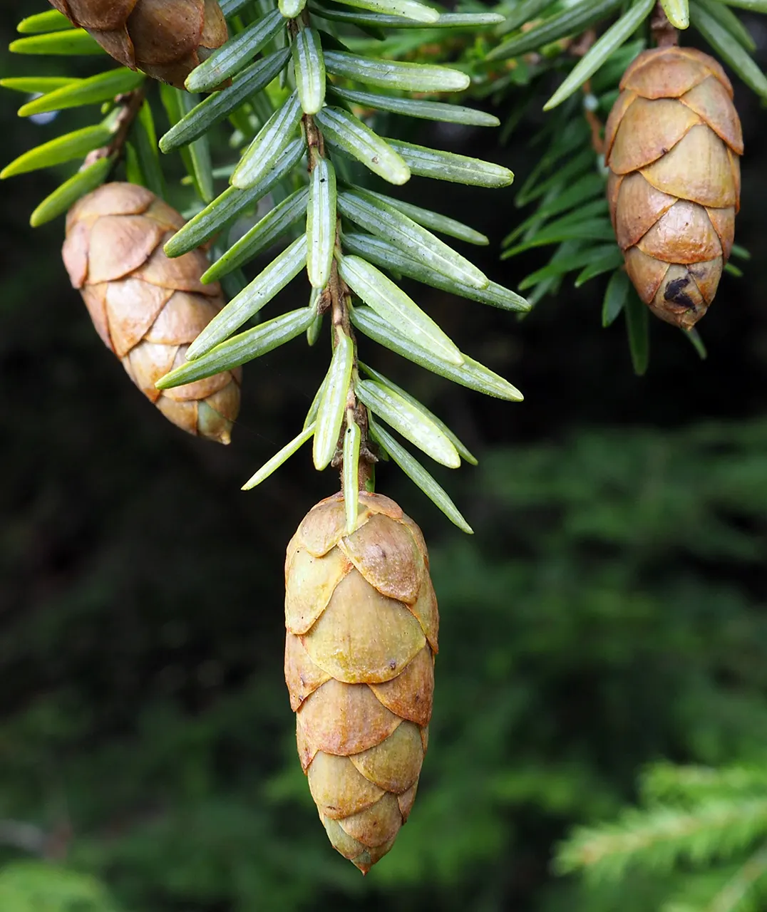 Eastern Hemlock (Tsuga Canadensis) — such as the hemlock woolly adelgid; providing ample shade.<br><br>The Eastern Hemlock is characterized by its, image 73
