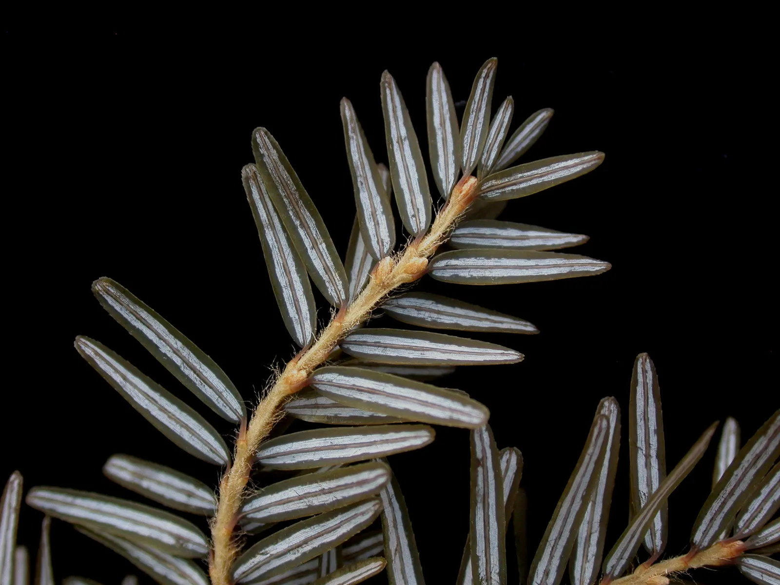 Eastern Hemlock (Tsuga Canadensis) — Tolerates cold, prefers moisture, avoid harsh winds