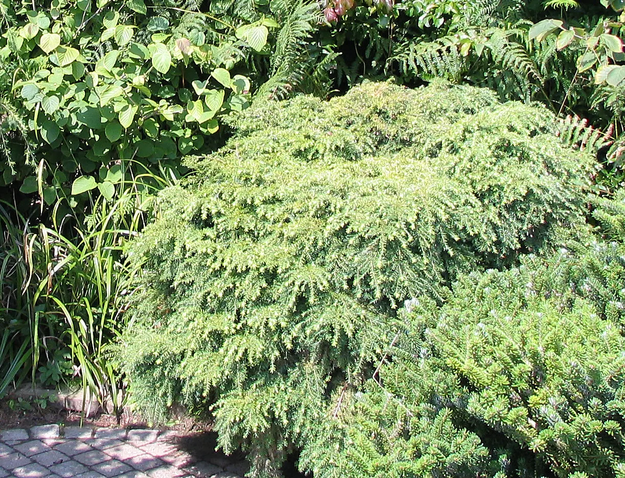 Eastern Hemlock (Tsuga Canadensis) — Tolerates cold, prefers moisture, avoid harsh winds; from forest underplantings to ornamental focal points