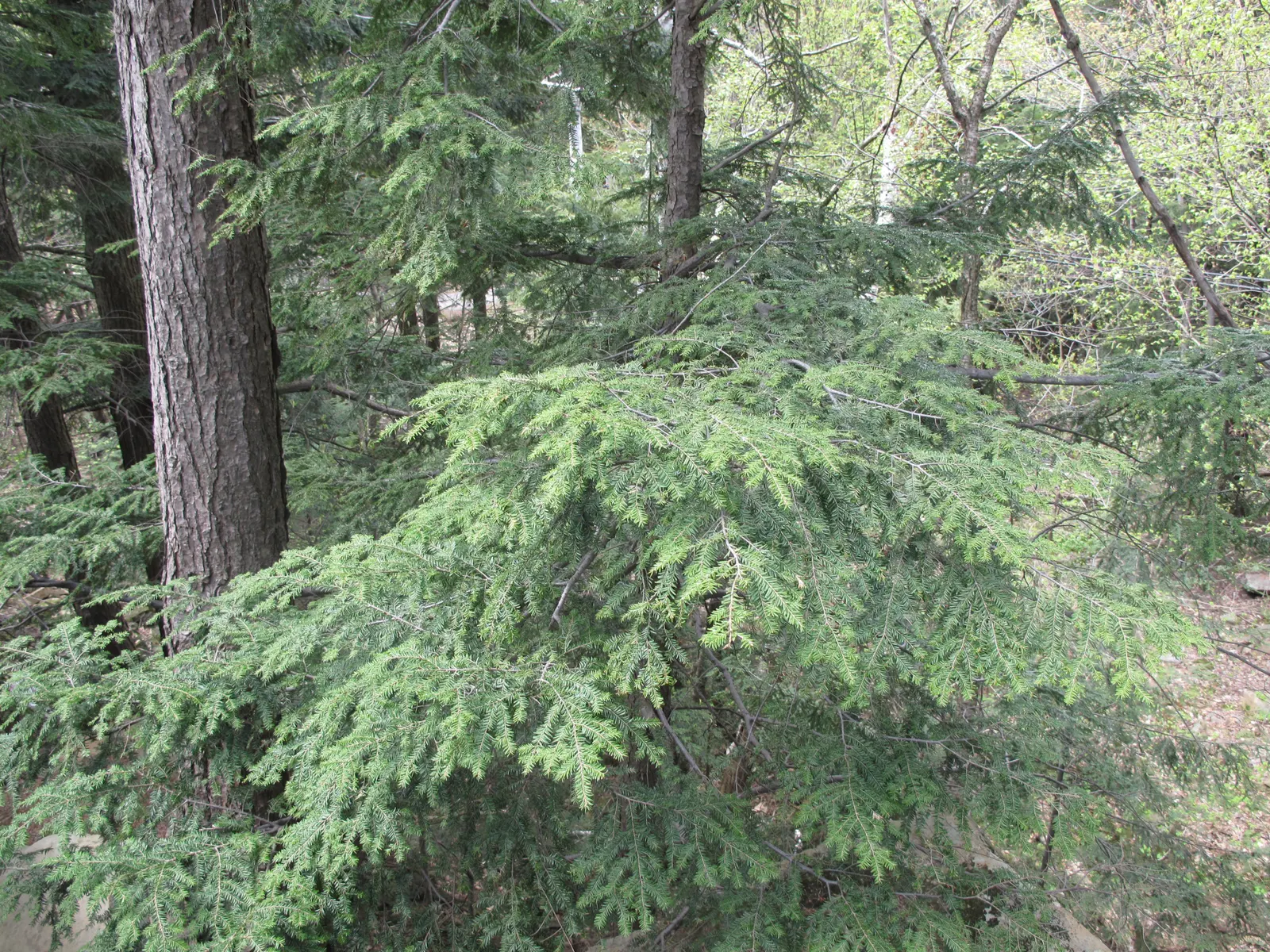 Eastern Hemlock (Tsuga Canadensis) — Mature specimens reach 40-70 feet tall with a 25-35-foot spread; this stately tree typically reaches heights, image 54