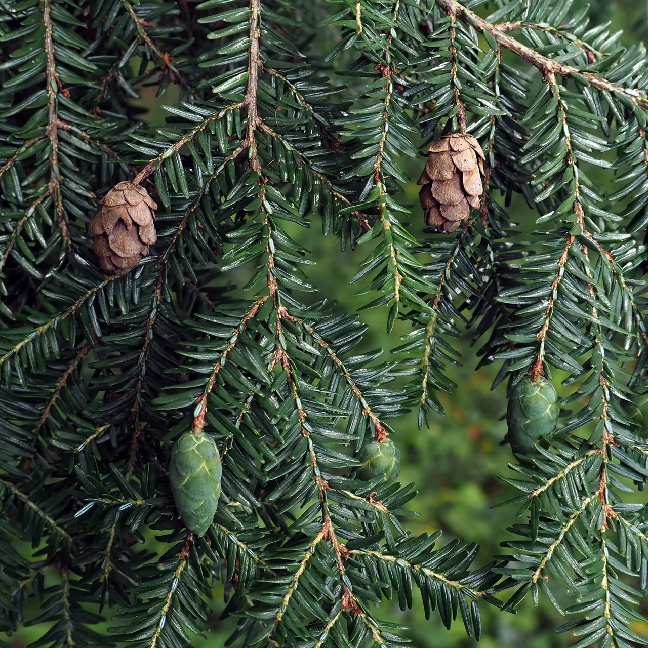 Eastern Hemlock (Tsuga Canadensis) — Needs well-drained, acidic soil and partial to full shade; promoting a robust root system, image 56