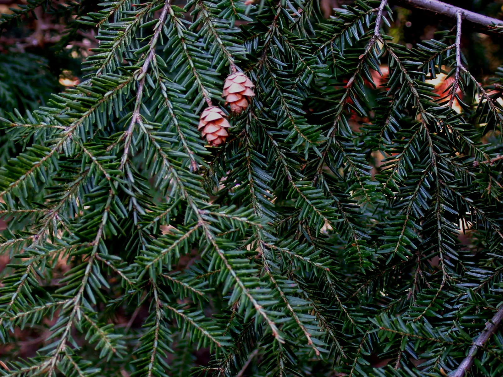 Eastern Hemlock (Tsuga Canadensis) — an invasive insect that can cause significant damage; such as the hemlock woolly adelgid