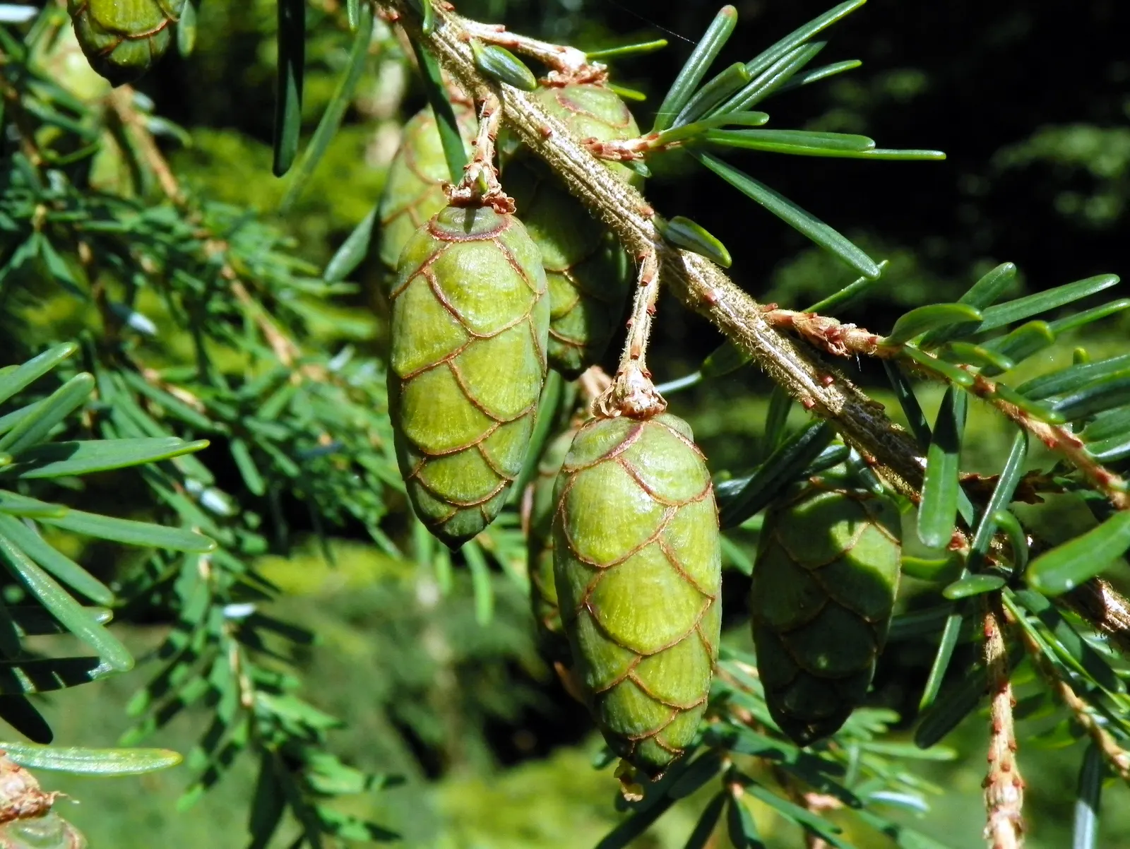 Eastern Hemlock (Tsuga Canadensis) — promoting a robust root system; tan cones that are roughly 0.75 inches in length