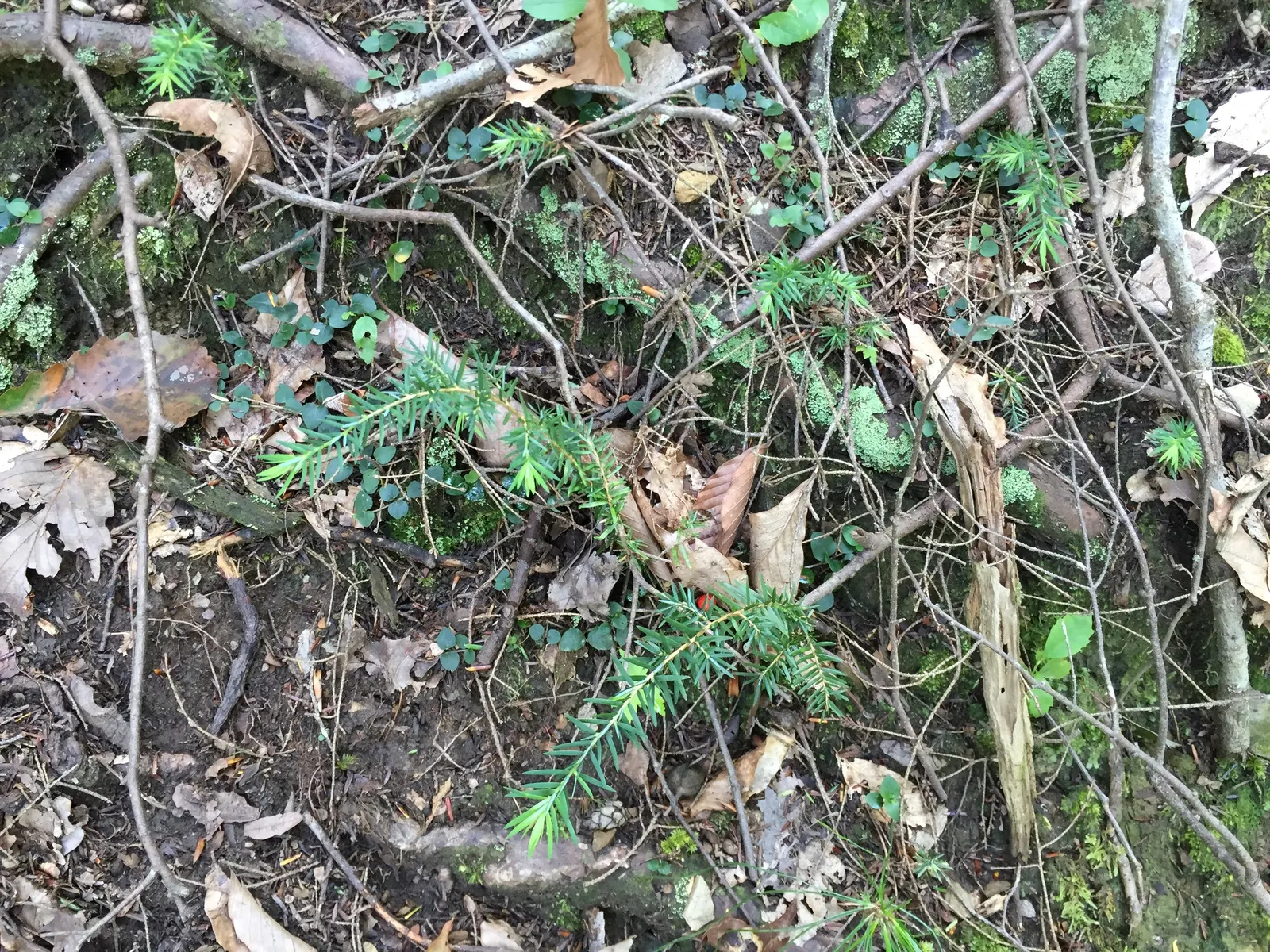 Eastern Hemlock (Tsuga Canadensis) — which are approximately 0.5 inches long; consistent mulching can help maintain soil moisture and temperature