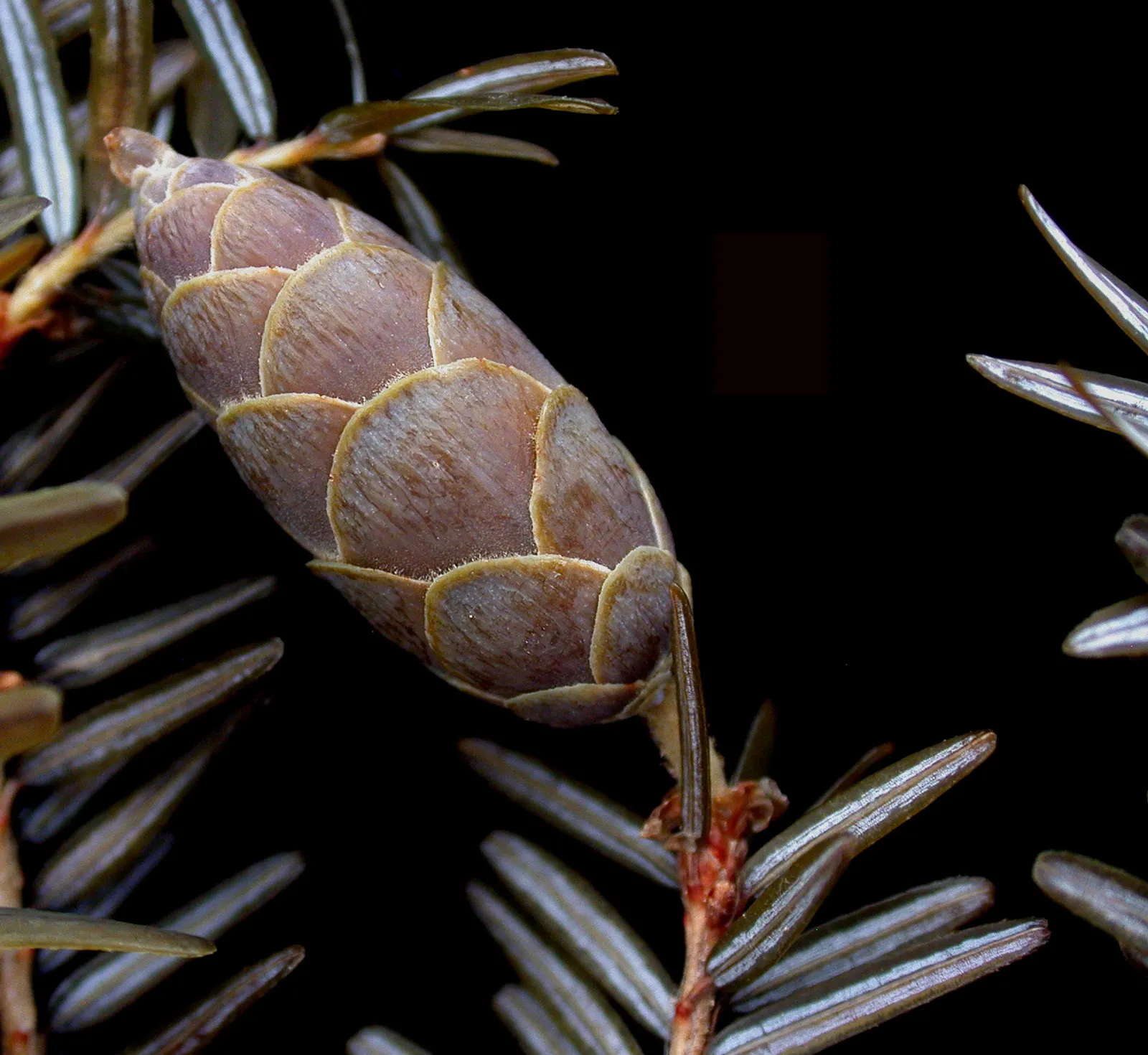 Eastern Hemlock (Tsuga Canadensis) — Its delicate needles and drooping branch tips create a soft texture
