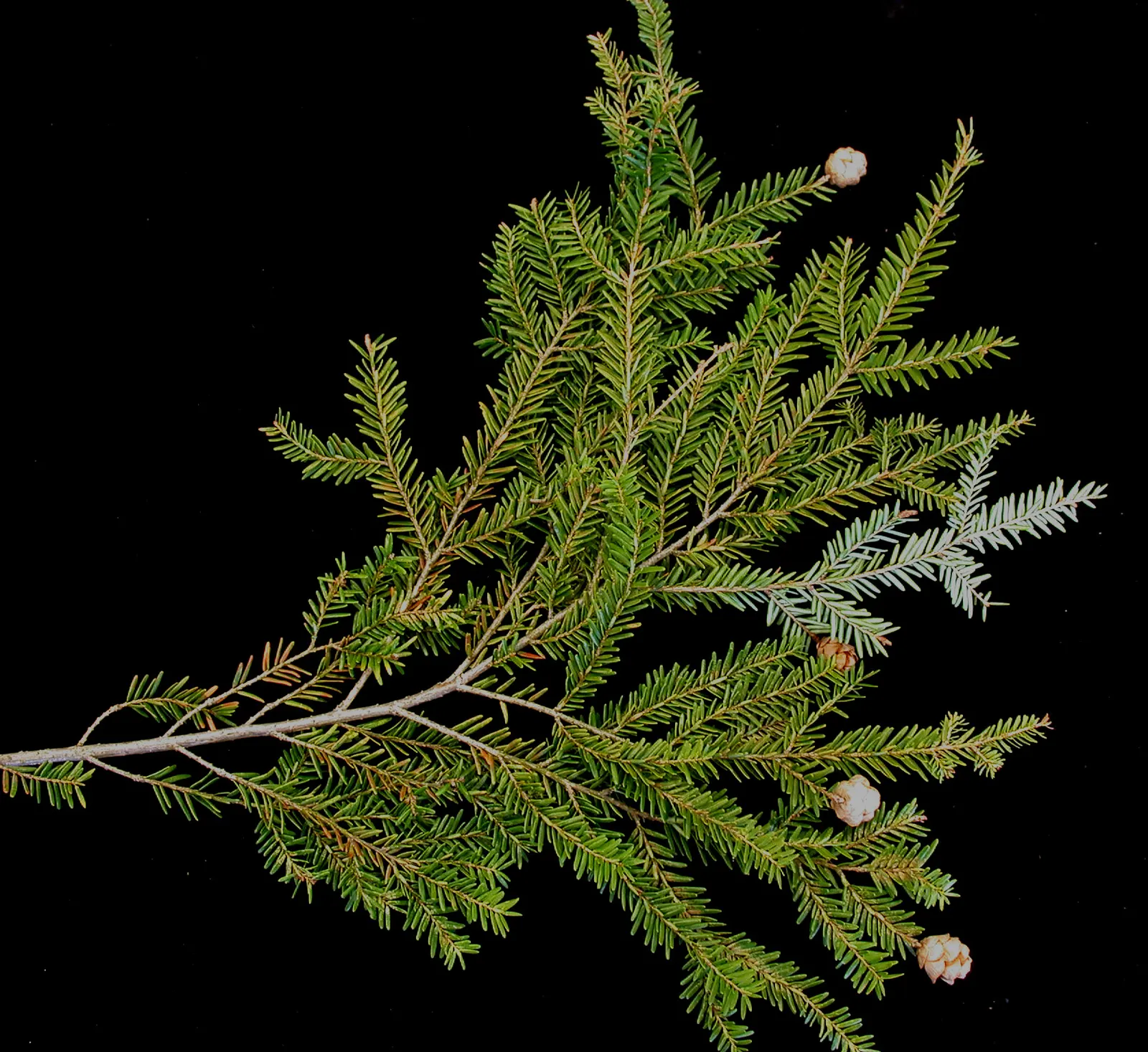 Eastern Hemlock (Tsuga Canadensis) — this stately tree typically reaches heights between 40 to 70 feet; an invasive insect that can cause, image 63