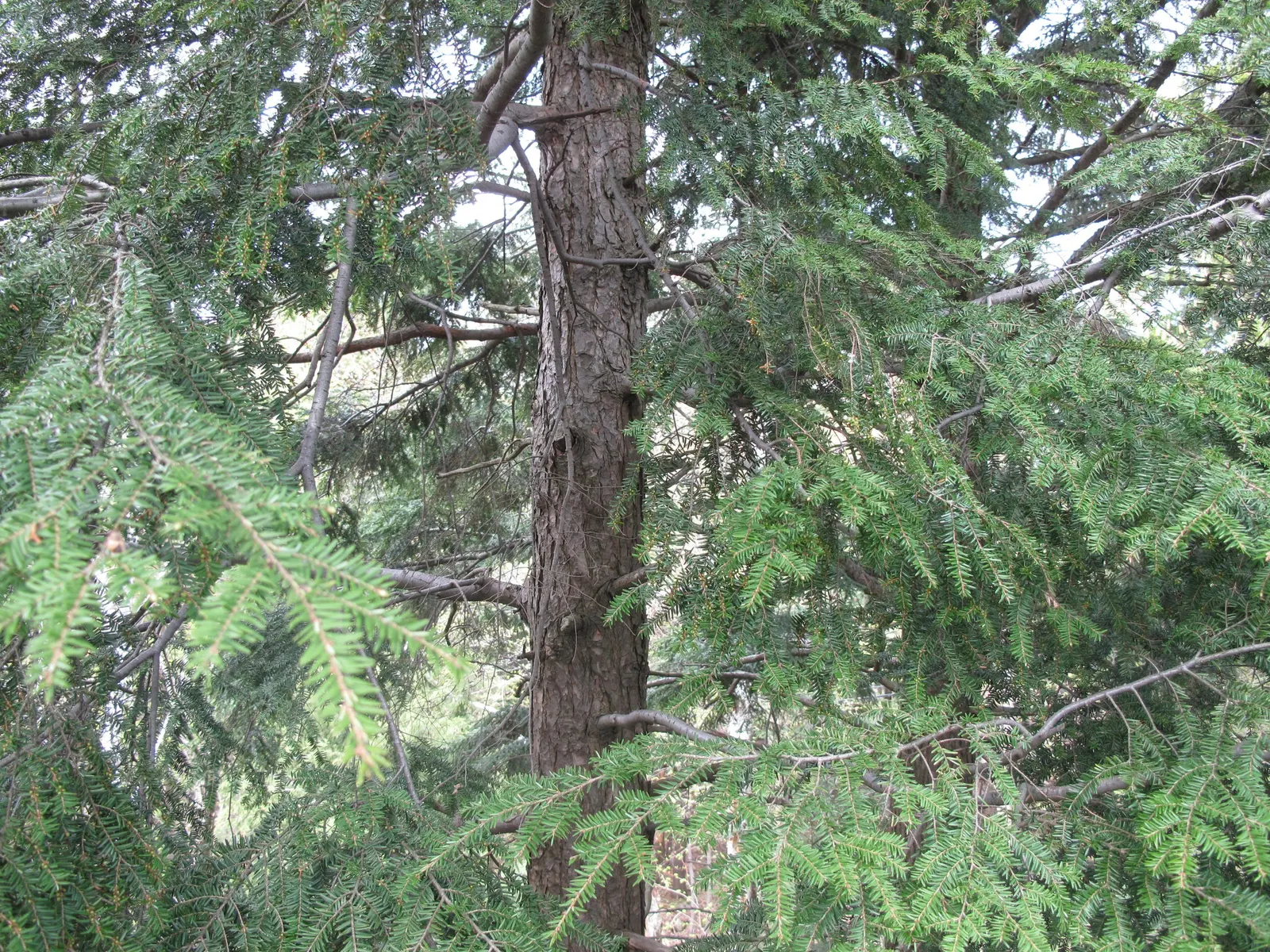 Eastern Hemlock (Tsuga Canadensis) — scientifically known as Tsuga canadensis; eastern Hemlock (Tsuga canadensis): A graceful, pyramidal evergreen, image 60