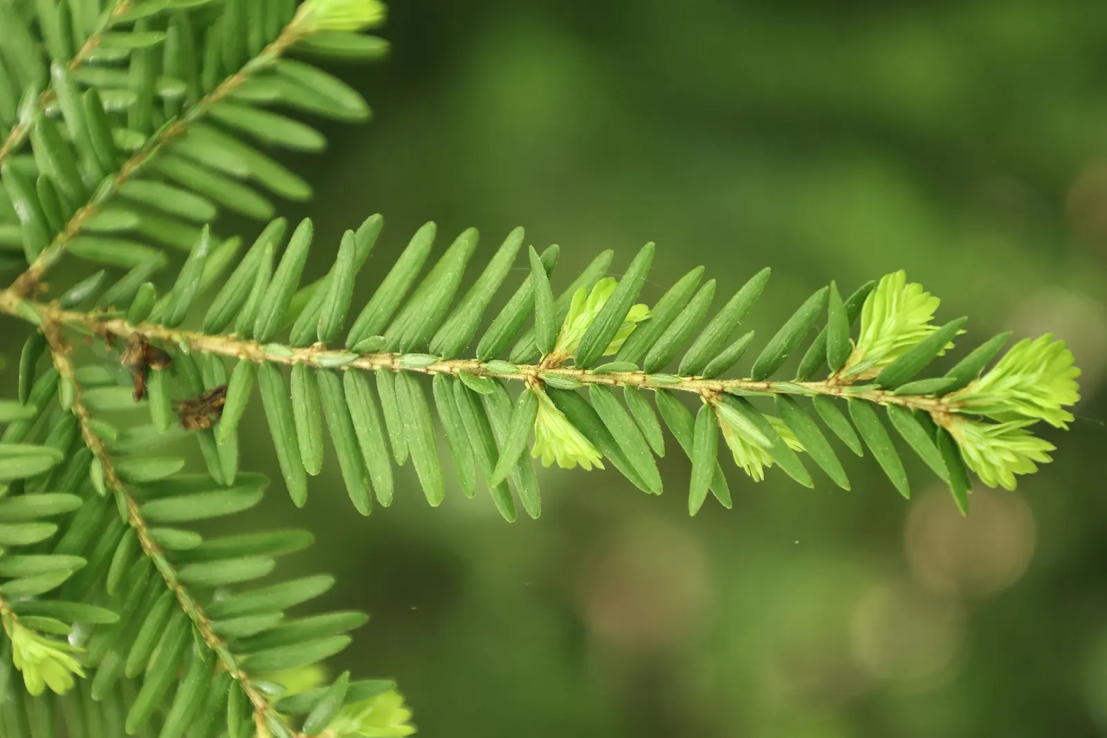 Eastern Hemlock (Tsuga Canadensis) — Eastern Hemlock (Tsuga canadensis): A graceful, pyramidal evergreen with fine, feathery foliage; needs, image 53
