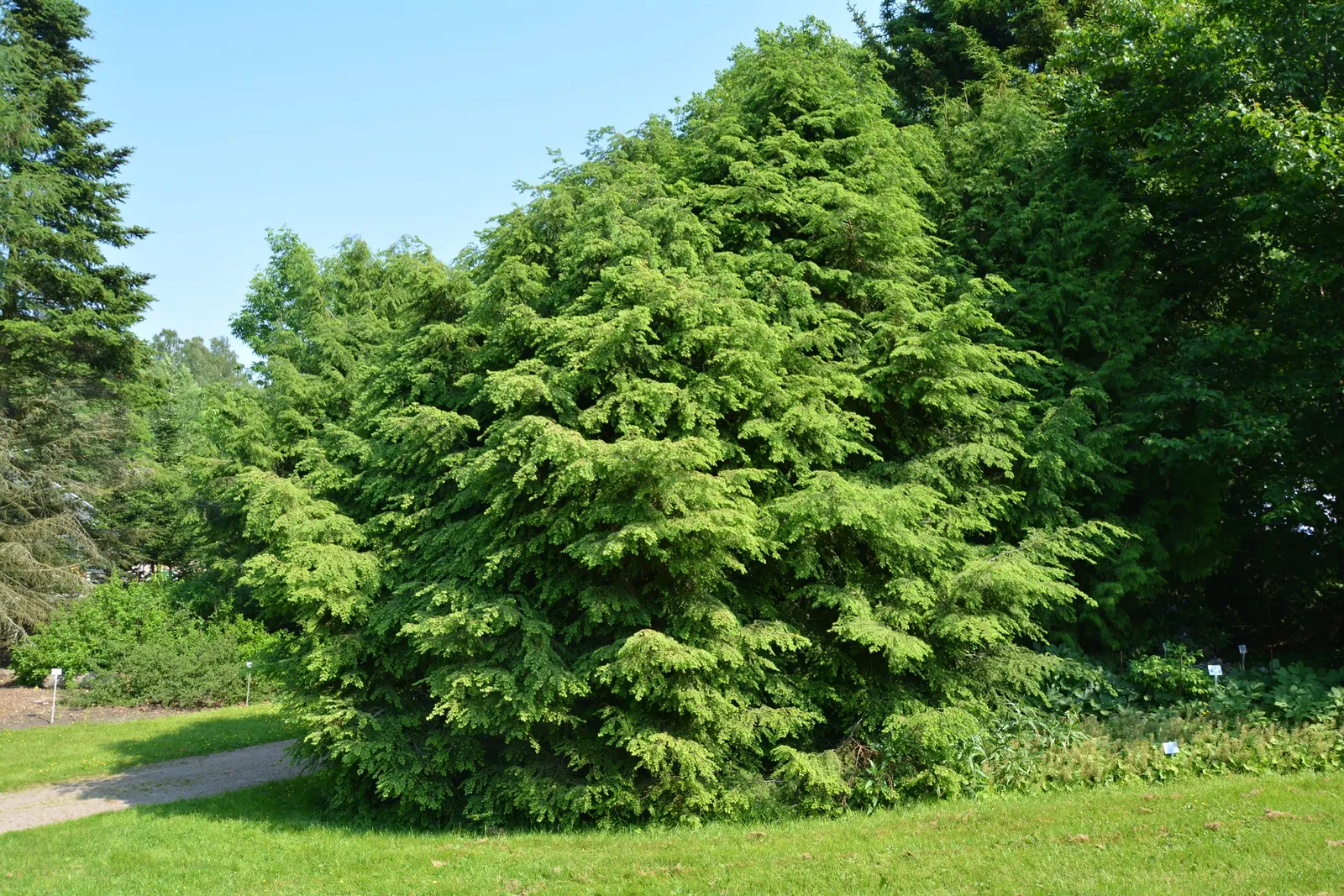 Eastern Hemlock (Tsuga Canadensis) — making it a favorite in landscape design for its year-round appeal; which are approximately 0.5 inches long