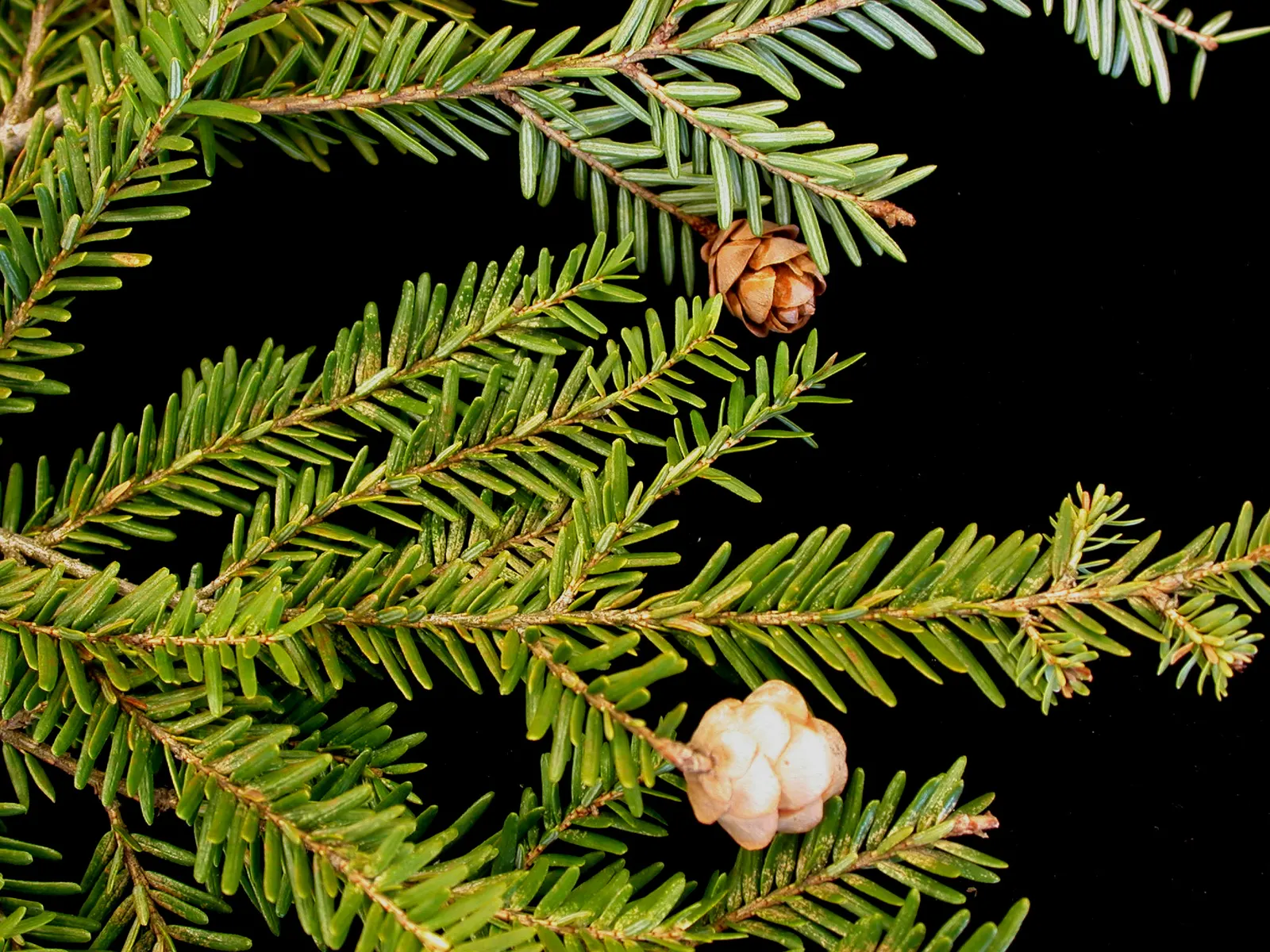 Eastern Hemlock (Tsuga Canadensis) — well-drained soils with a slightly acidic pH; which makes it exceptionally versatile in landscape settings