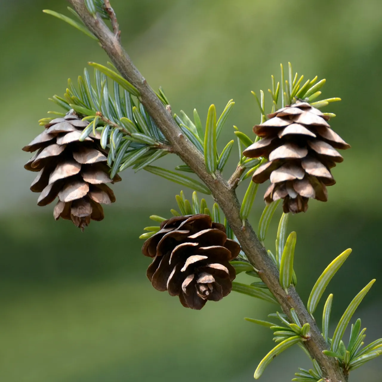Eastern Hemlock (Tsuga Canadensis) — from forest underplantings to ornamental focal points; tolerates cold, prefers moisture, avoid harsh winds
