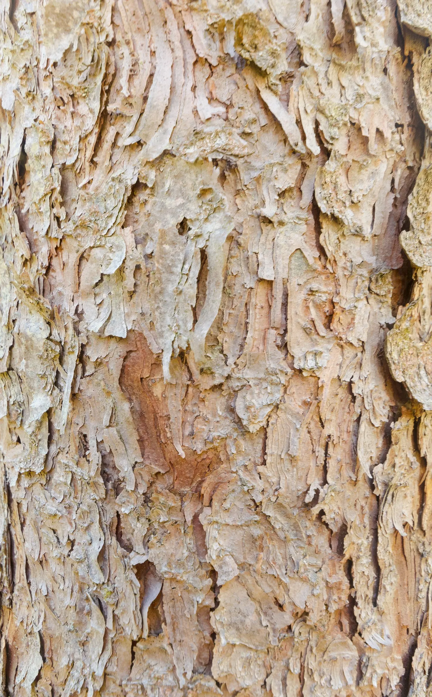 Eastern Hemlock (Tsuga Canadensis) — consistent mulching can help maintain soil moisture and temperature; is a coniferous tree revered for its classic