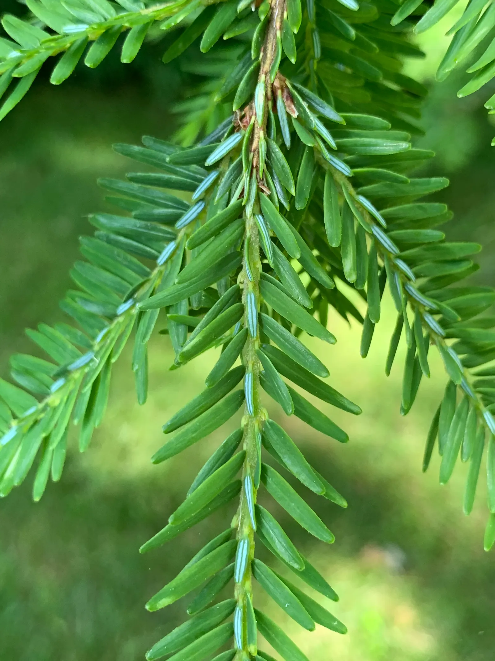 Eastern Hemlock (Tsuga Canadensis) — which makes it exceptionally versatile in landscape settings; conifer / tree for full or half or shade