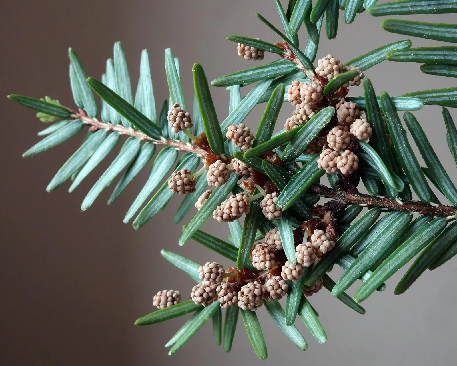 Eastern Hemlock (Tsuga Canadensis) — promoting a robust root system; tan cones that are roughly 0.75 inches in length, image 77