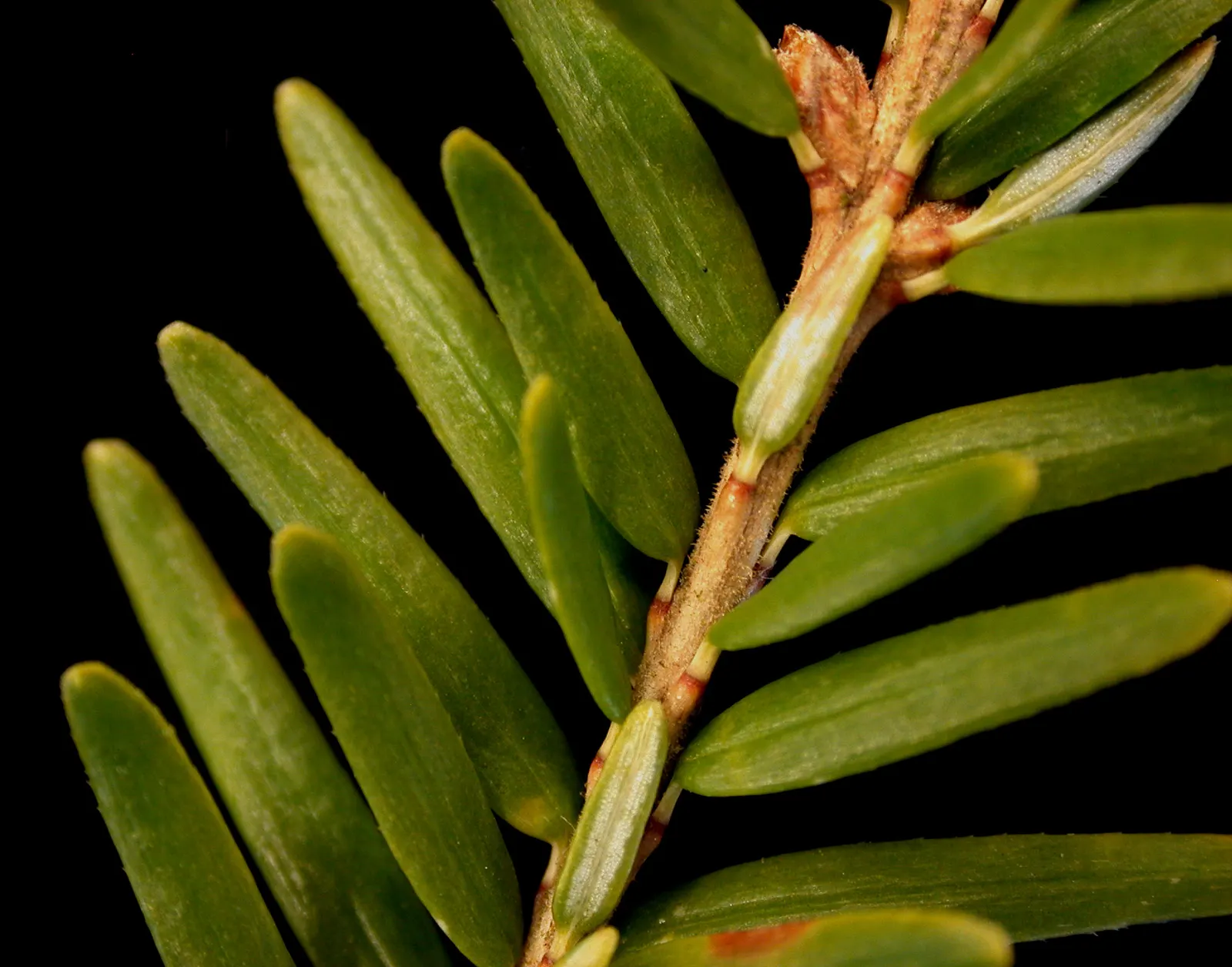 Eastern Hemlock (Tsuga Canadensis) — is a coniferous tree revered for its classic; scientifically known as Tsuga canadensis