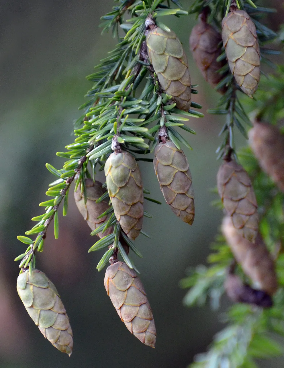 Eastern Hemlock (Tsuga Canadensis) — well-drained soils with a slightly acidic pH; which makes it exceptionally versatile in landscape settings, image 70
