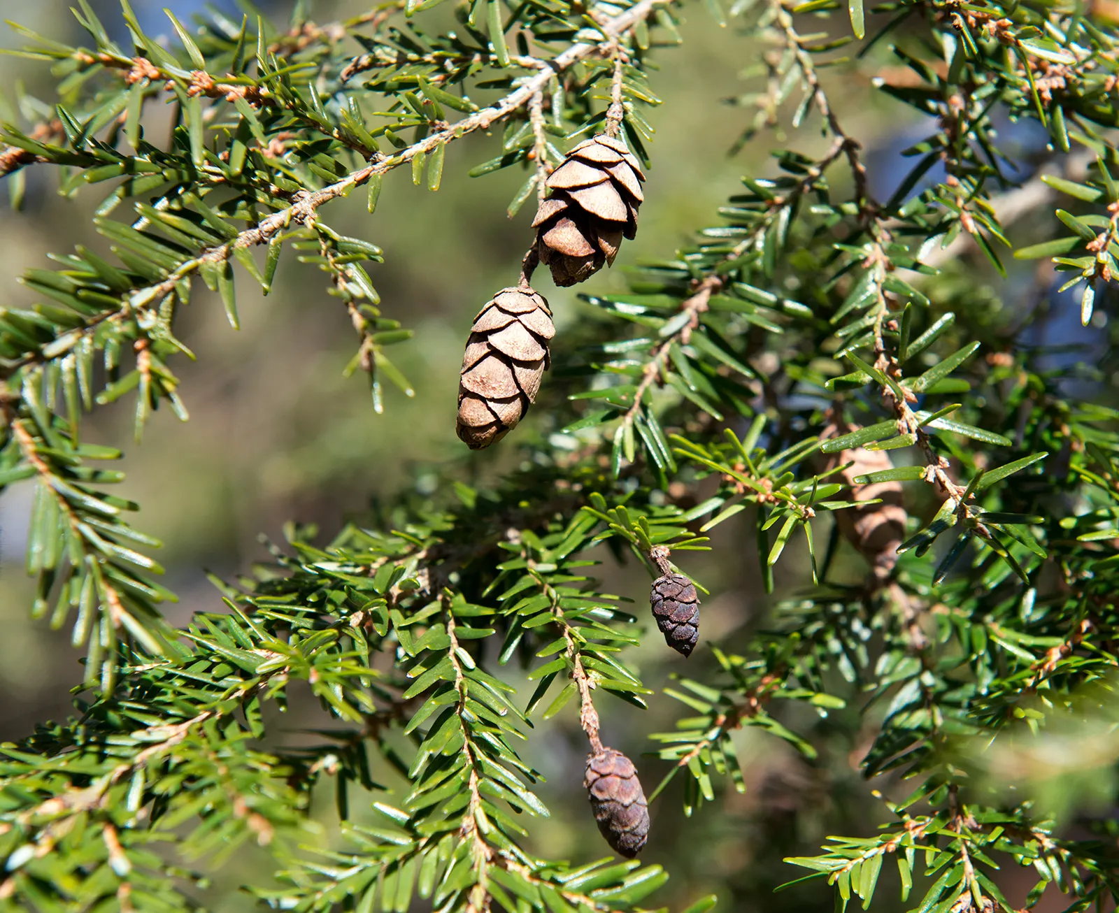 Eastern Hemlock (Tsuga Canadensis) — Eastern Hemlock (Tsuga canadensis): A graceful, pyramidal evergreen with fine, feathery foliage