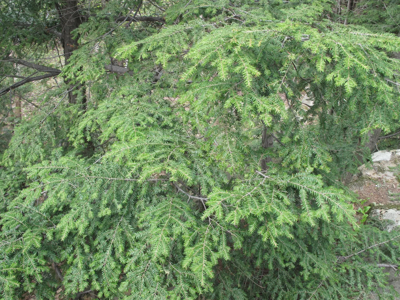 Eastern Hemlock (Tsuga Canadensis) — conifer / tree for full or half or shade; proactive monitoring and management are essential for the tree's, image 78