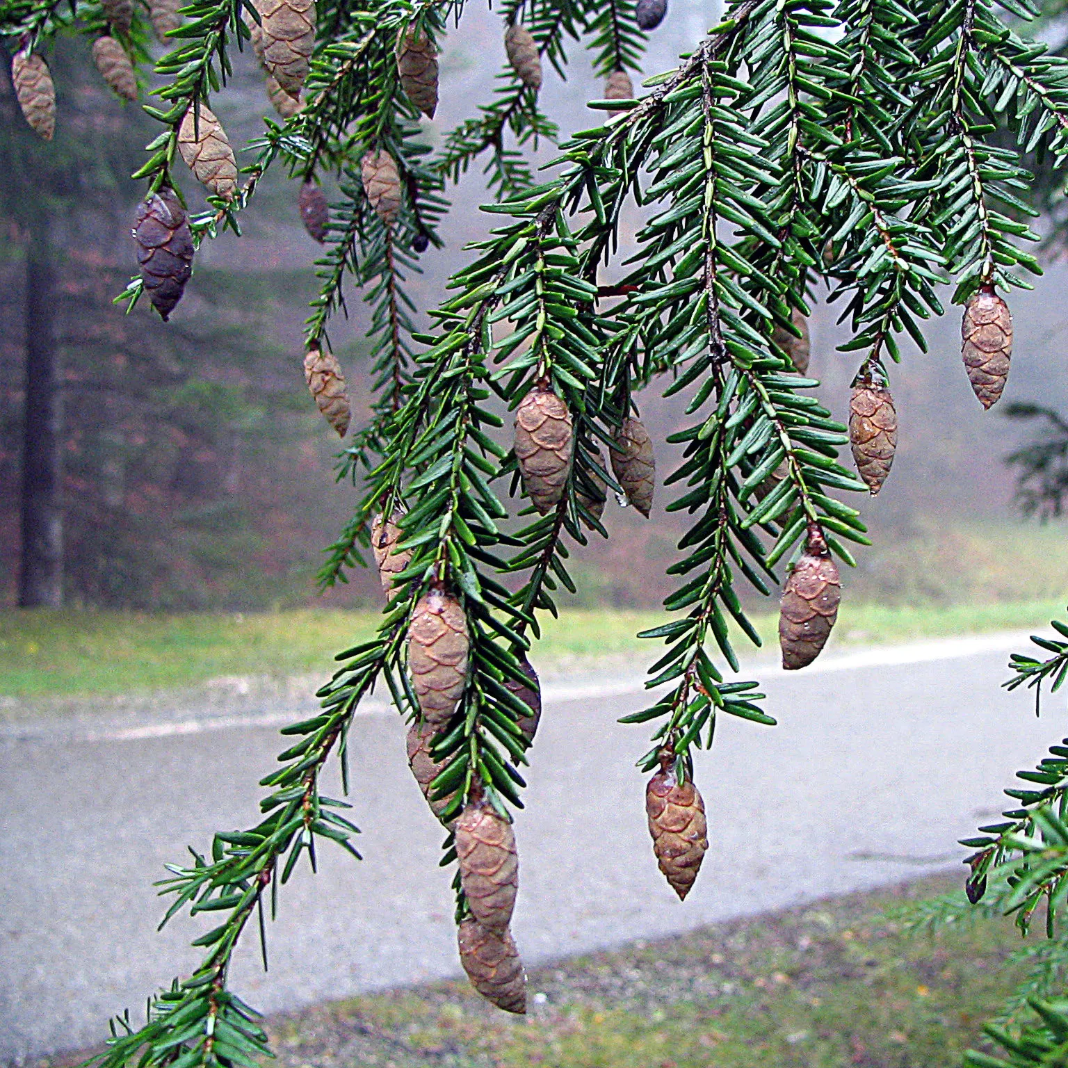 Eastern Hemlock (Tsuga Canadensis) — is a coniferous tree revered for its classic