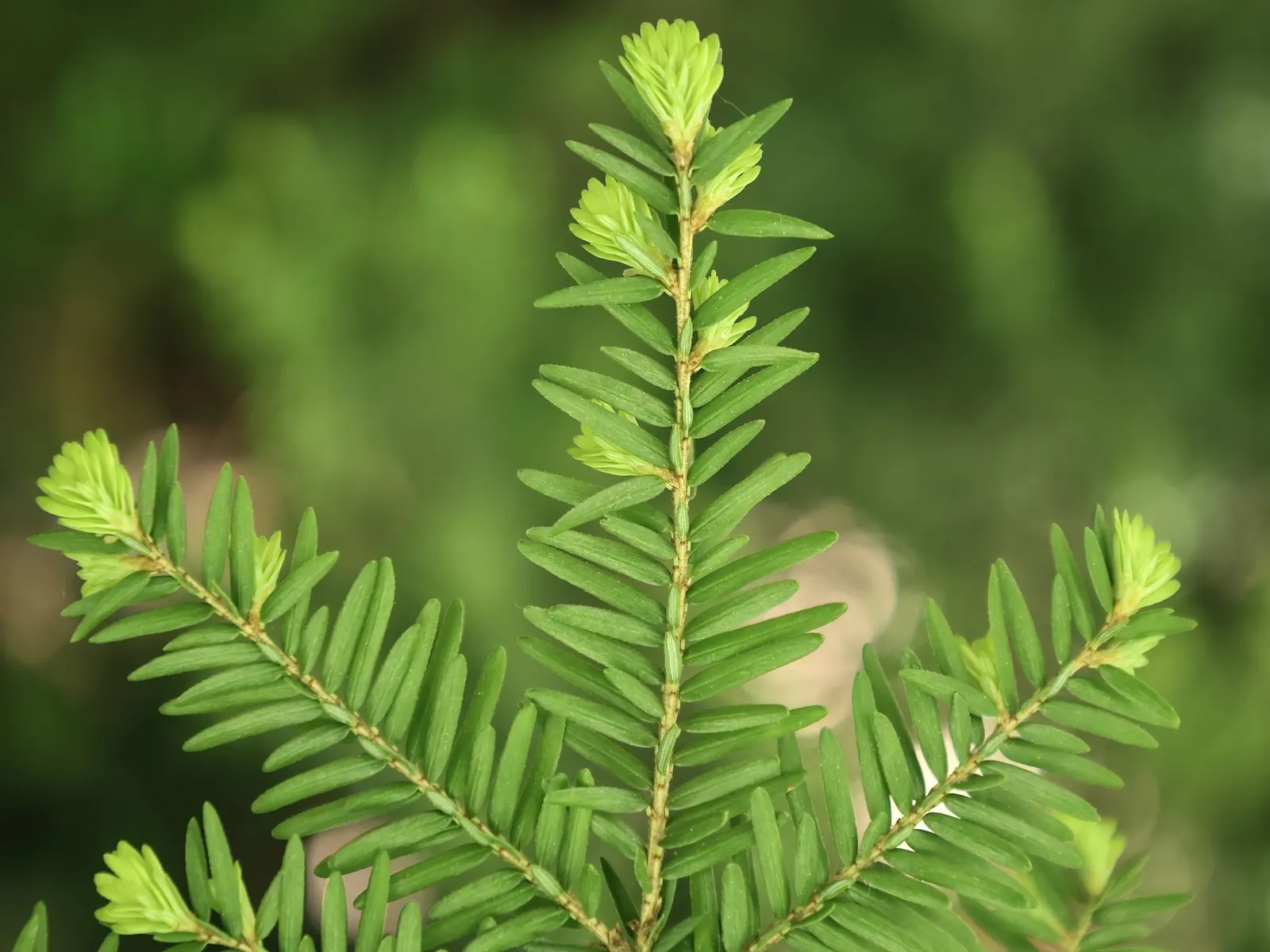 Eastern Hemlock (Tsuga Canadensis) — conifer / tree for full or half or shade; proactive monitoring and management are essential for the tree's health and