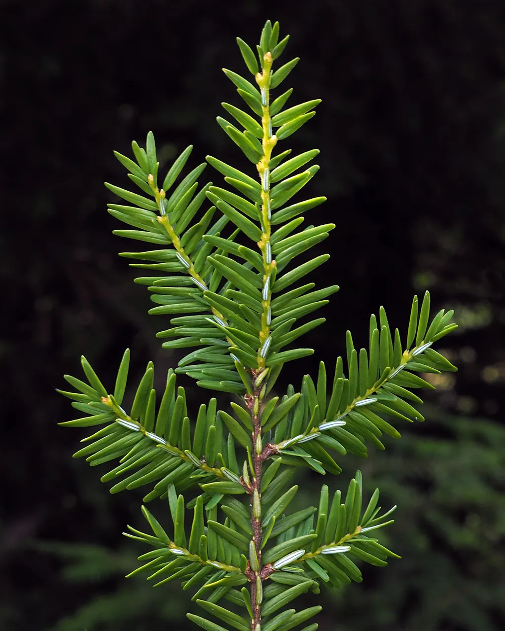 Eastern Hemlock (Tsuga Canadensis) — this stately tree typically reaches heights between 40 to 70 feet; an invasive insect that can cause significant damage