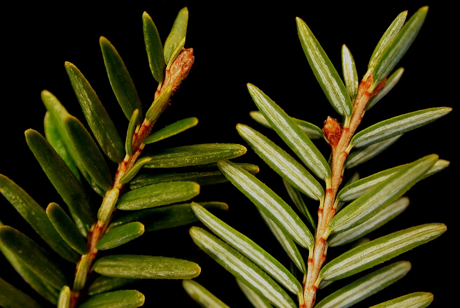 Eastern Hemlock (Tsuga Canadensis) — Needs well-drained, acidic soil and partial to full shade