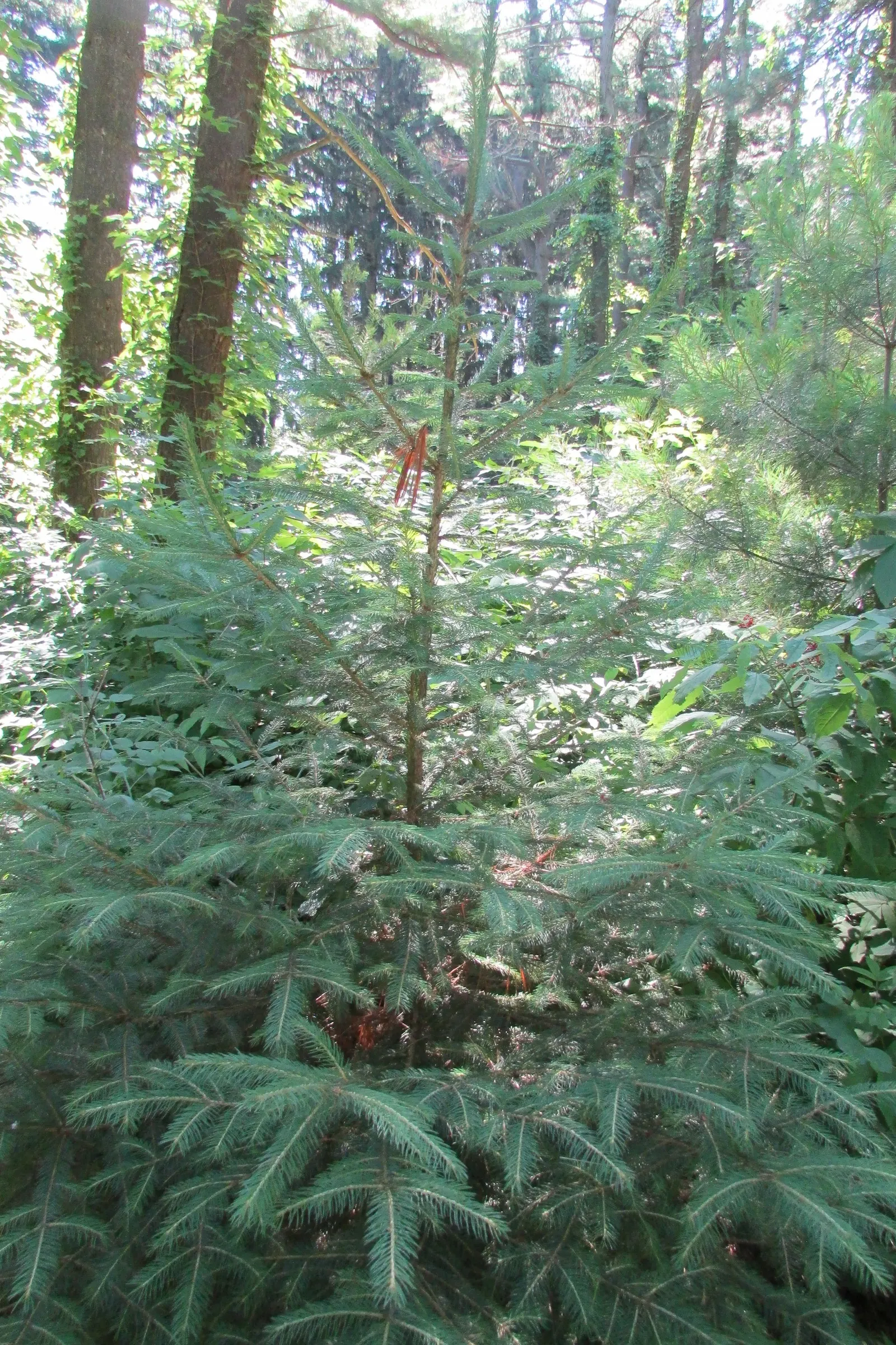 Eastern Hemlock (Tsuga Canadensis) — Monitor for pests like hemlock woolly adelgid; its canopy can spread approximately 25 to 35 feet, image 58