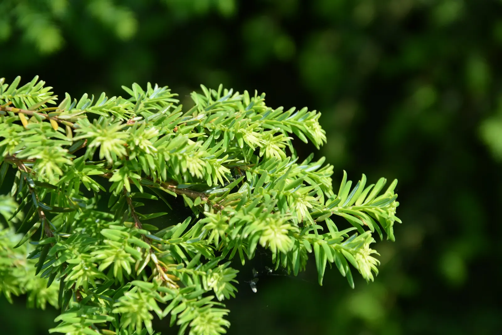 Eastern Hemlock (Tsuga Canadensis) — Eastern Hemlock (Tsuga canadensis): A graceful, pyramidal evergreen with fine, feathery foliage; needs, image 79