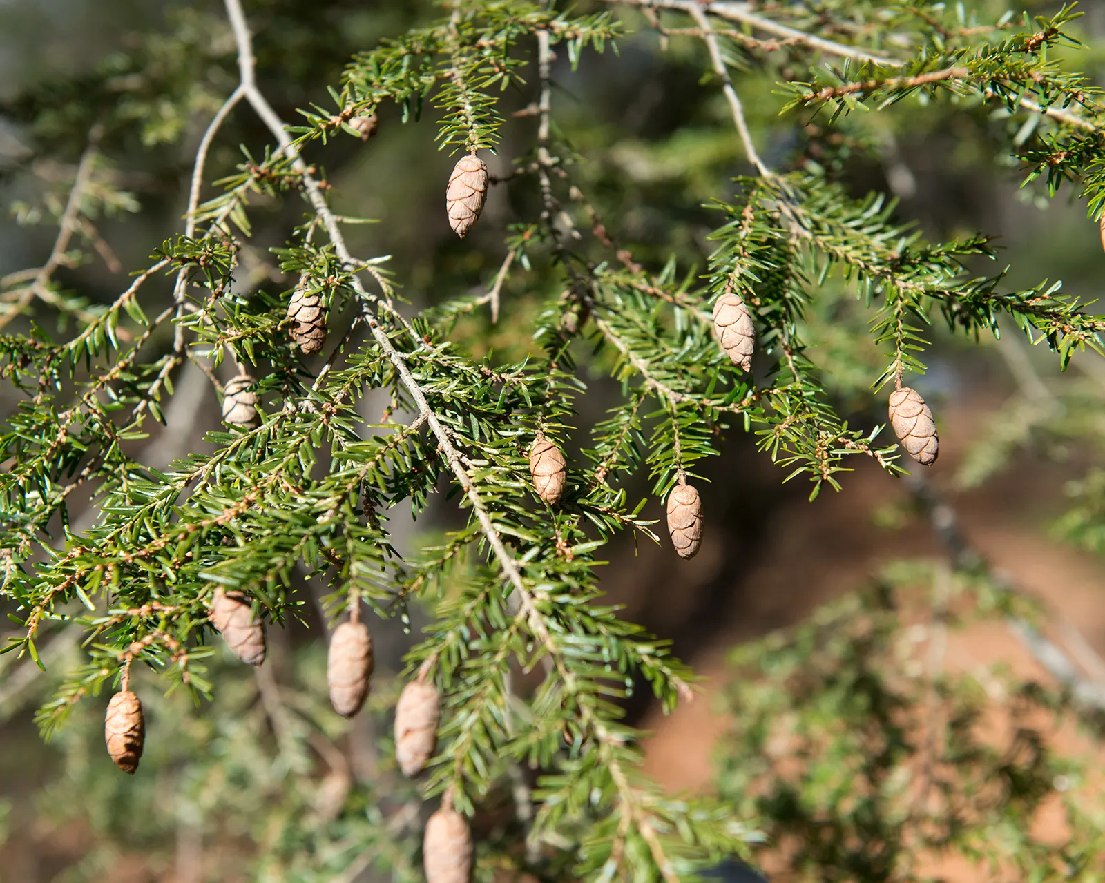 Eastern Hemlock (Tsuga Canadensis) — with some specimens soaring up to 100 feet under ideal conditions; its delicate needles and drooping branch tips create a