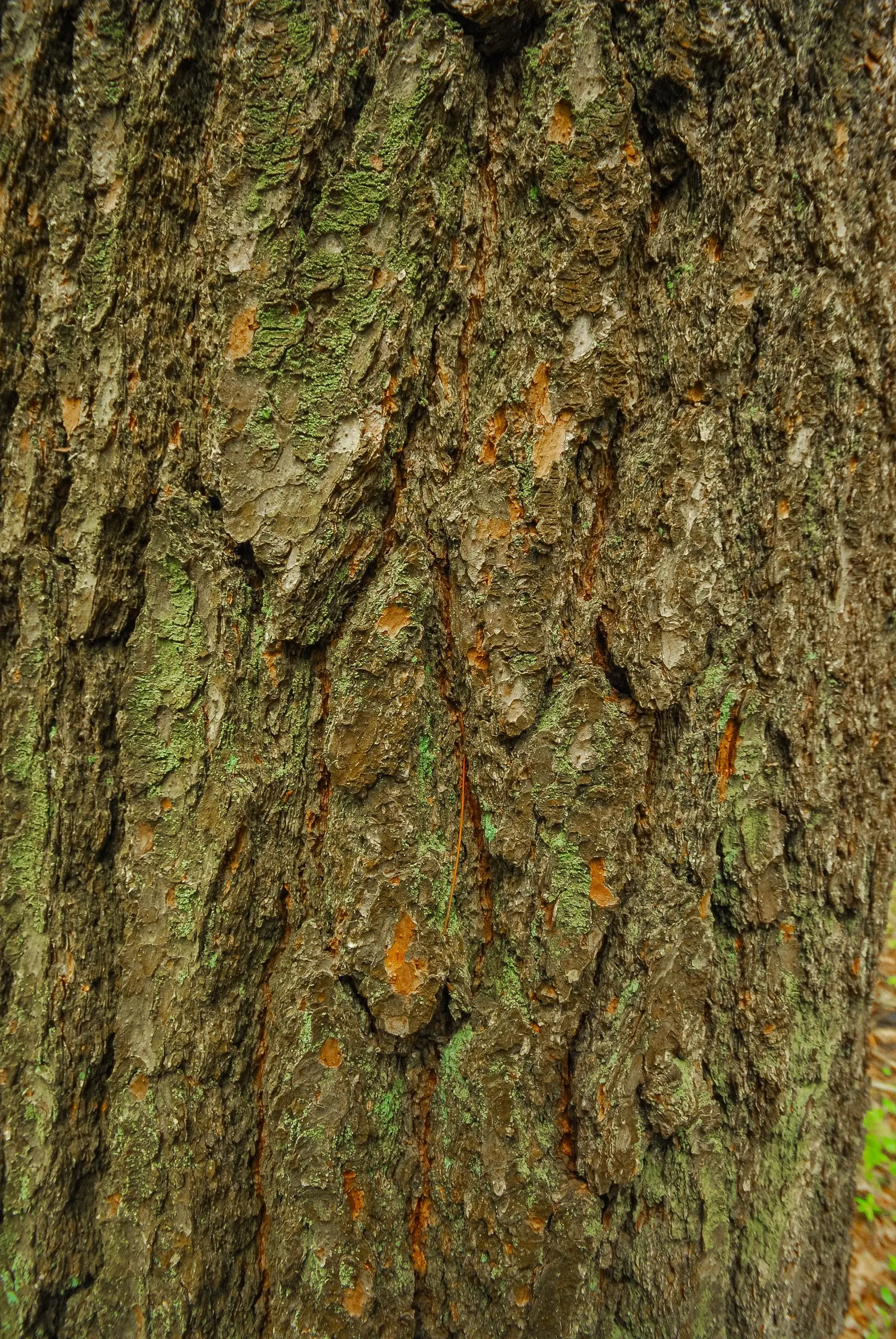 Eastern Hemlock (Tsuga Canadensis) — such as the hemlock woolly adelgid; providing ample shade.<br><br>The Eastern Hemlock is characterized by its fine-textured