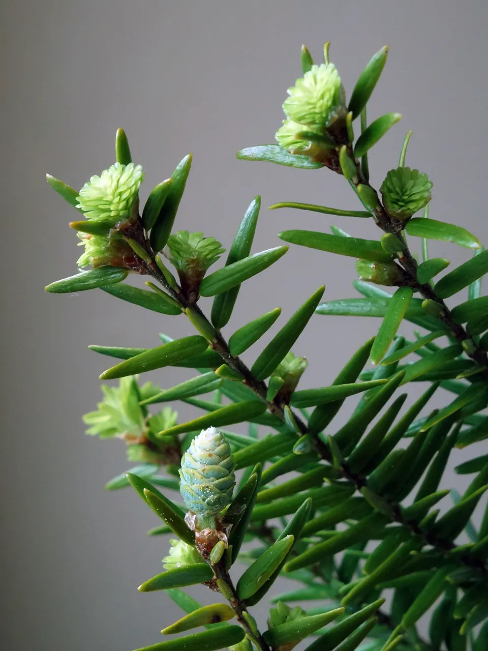 Eastern Hemlock (Tsuga Canadensis) — Ideal for screening and cool woodland settings; monitor for pests like hemlock woolly adelgid, image 57
