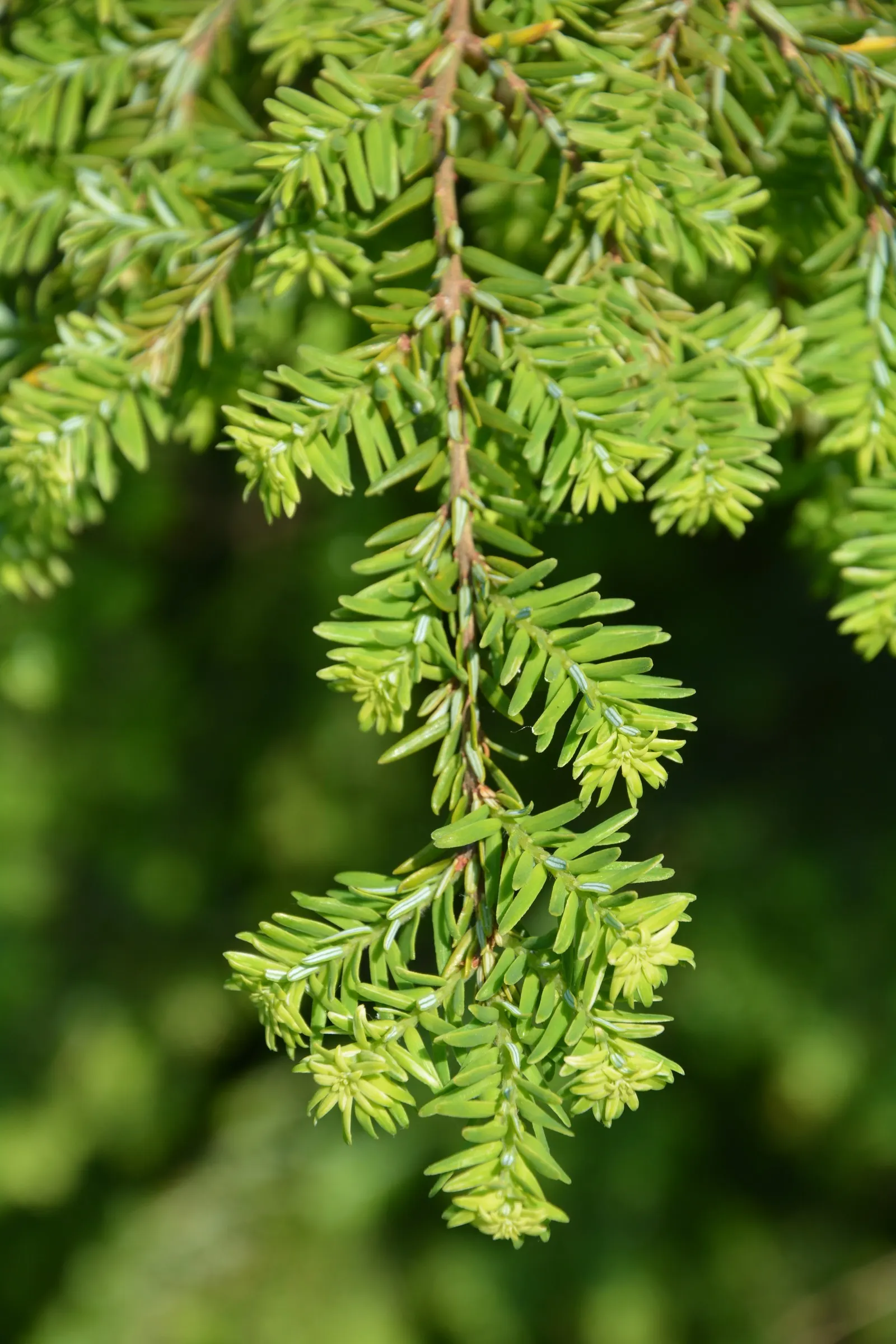 Eastern Hemlock (Tsuga Canadensis) — Its delicate needles and drooping branch tips create a soft texture; well-drained soils with a slightly acidic, image 55