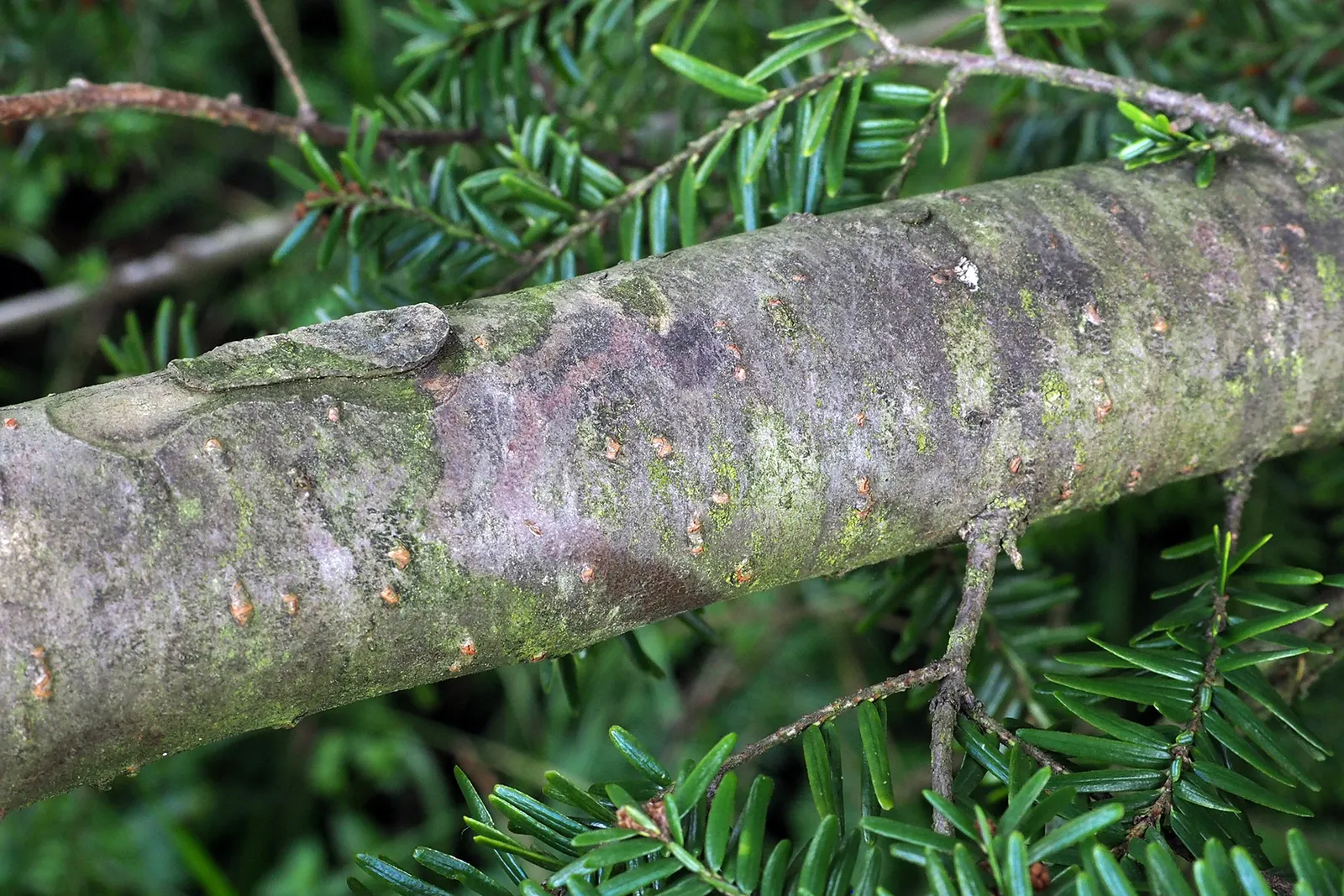 Eastern Hemlock (Tsuga Canadensis) — which makes it exceptionally versatile in landscape settings; conifer / tree for full or half or shade, image 71