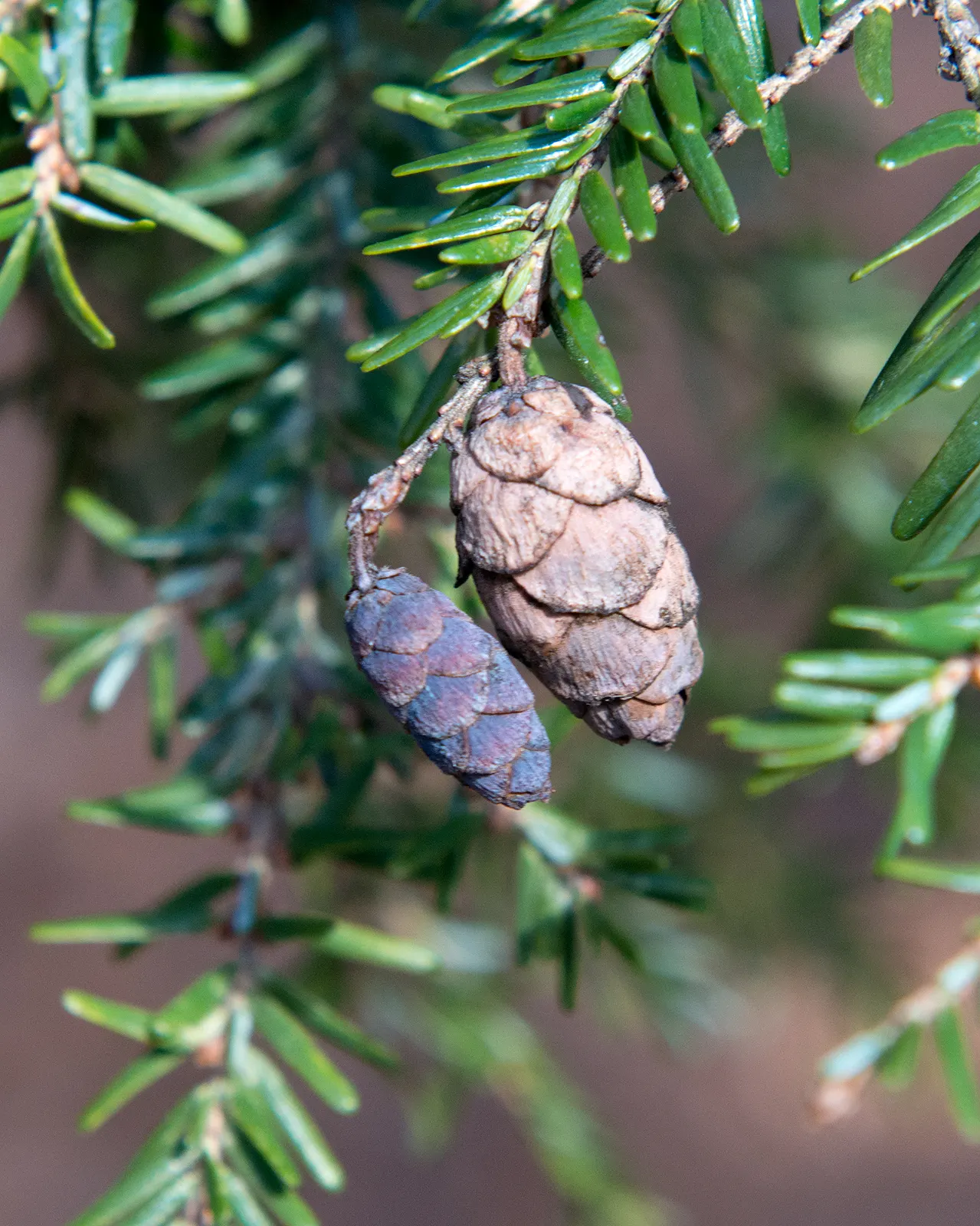 Eastern Hemlock (Tsuga Canadensis) — from forest underplantings to ornamental focal points; tolerates cold, prefers moisture, avoid harsh winds, image 72
