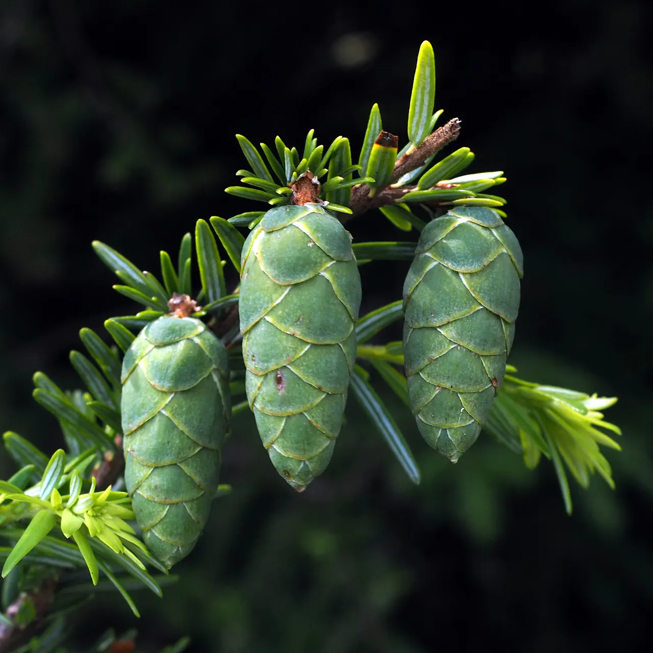 Eastern Hemlock (Tsuga Canadensis) — Proactive monitoring and management are essential for the tree's health and longevity; mature specimens reach, image 75