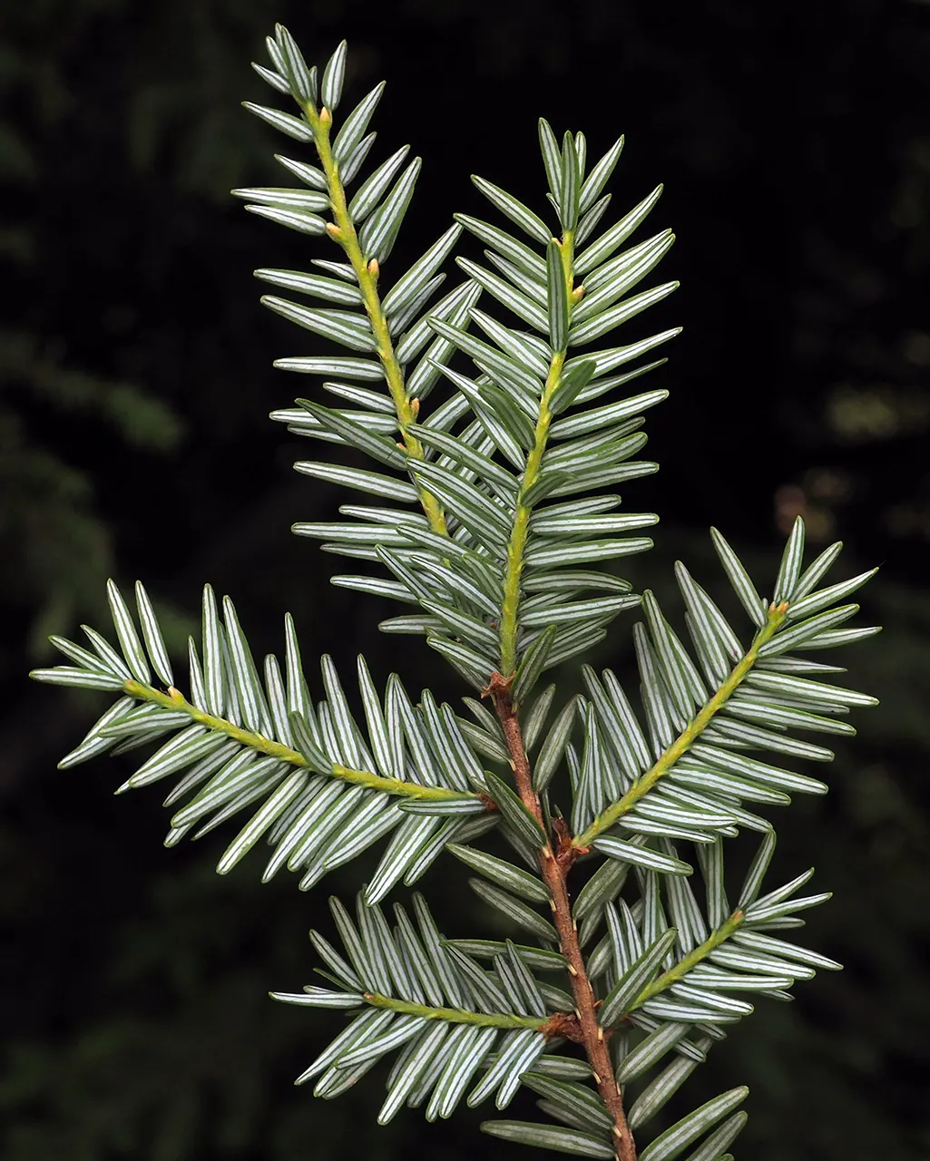 Eastern Hemlock (Tsuga Canadensis) — Monitor for pests like hemlock woolly adelgid