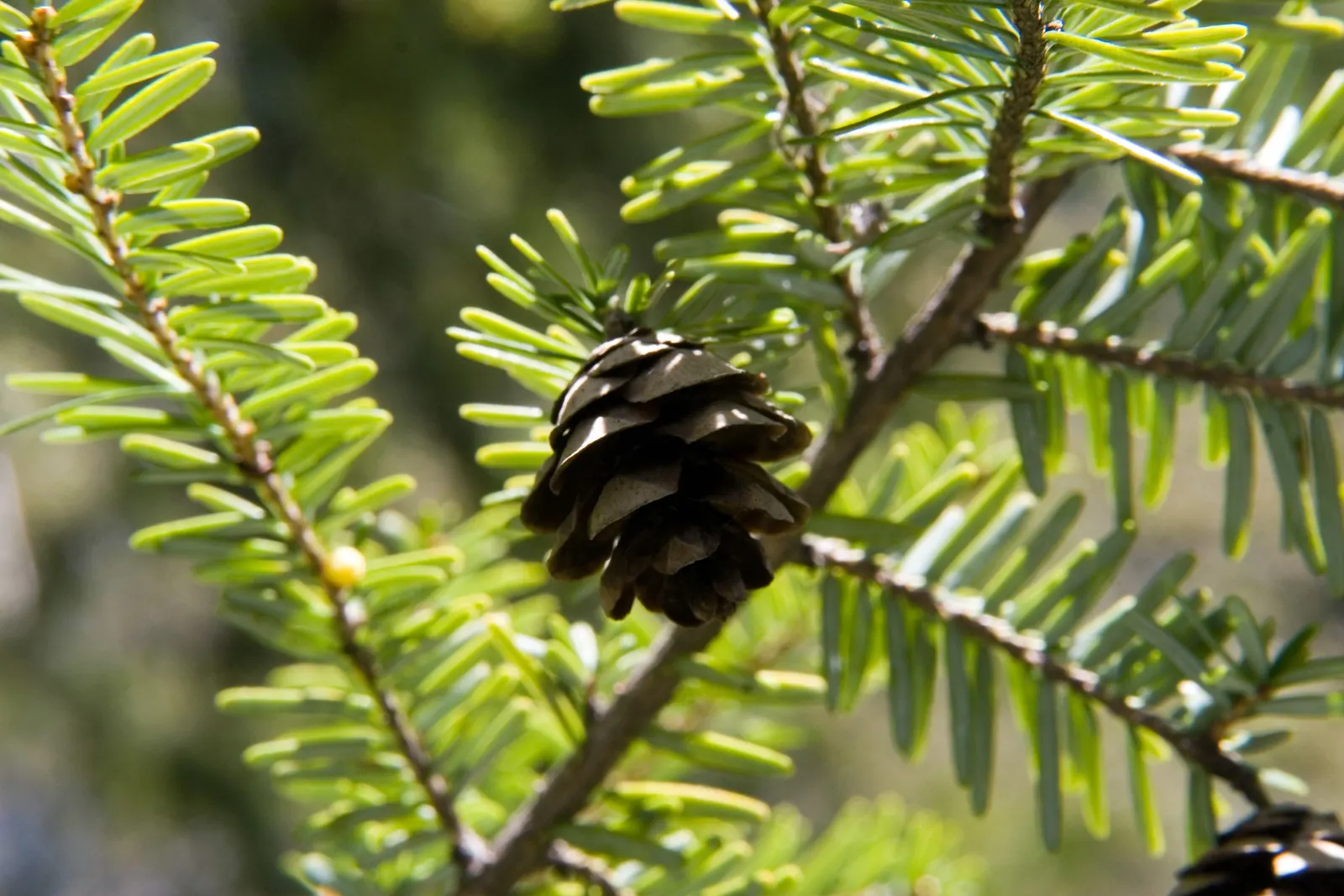 Eastern Hemlock (Tsuga Canadensis) — which are approximately 0.5 inches long; consistent mulching can help maintain soil moisture and temperature, image 67