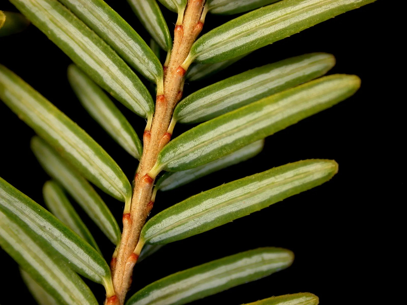 Eastern Hemlock (Tsuga Canadensis) — Tolerates cold, prefers moisture, avoid harsh winds; from forest underplantings to ornamental focal points, image 59