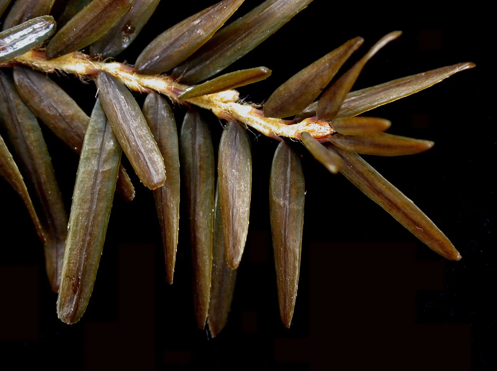 Eastern Hemlock (Tsuga Canadensis) — an invasive insect that can cause significant damage; such as the hemlock woolly adelgid, image 74