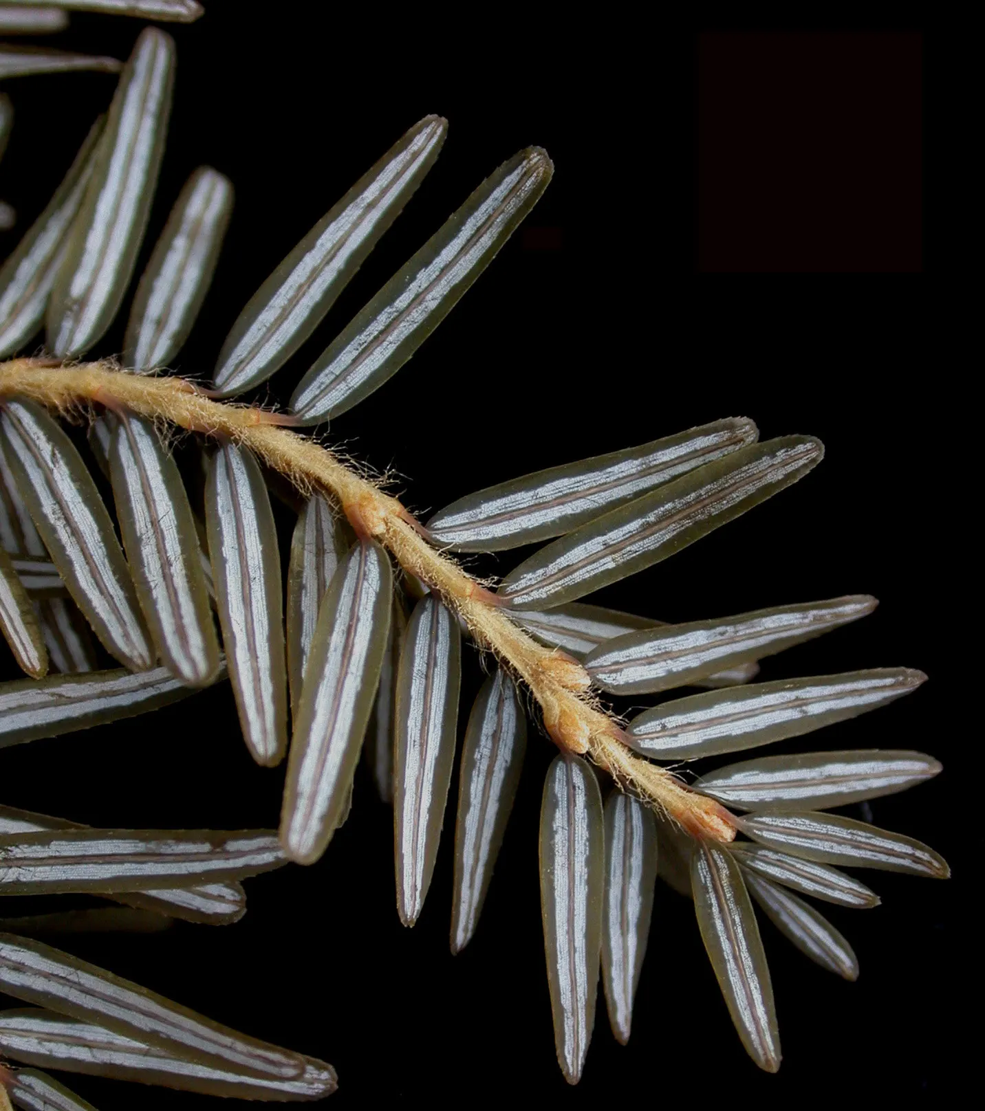 Eastern Hemlock (Tsuga Canadensis) — Its canopy can spread approximately 25 to 35 feet; making it a favorite in landscape design for its year-round appeal