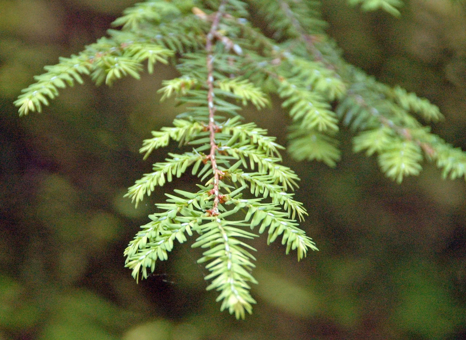 Eastern Hemlock (Tsuga Canadensis) — Mature specimens reach 40-70 feet tall with a 25-35-foot spread