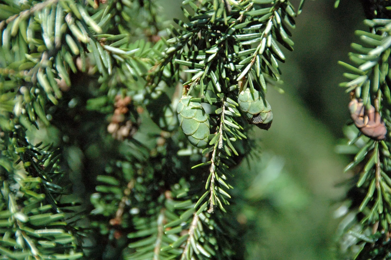 Eastern Hemlock (Tsuga Canadensis) — Ideal for screening and cool woodland settings; monitor for pests like hemlock woolly adelgid