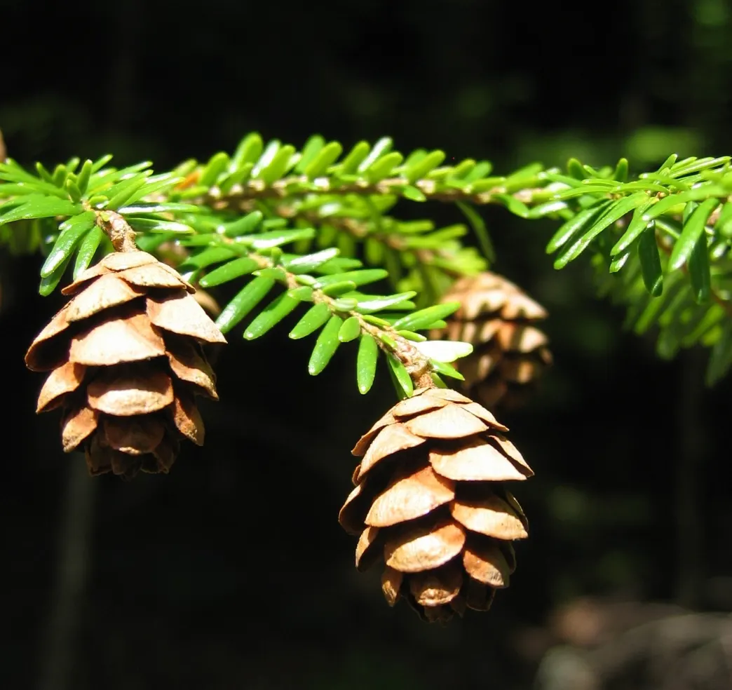 Eastern Hemlock (Tsuga Canadensis) — conifer / tree for full or half or shade