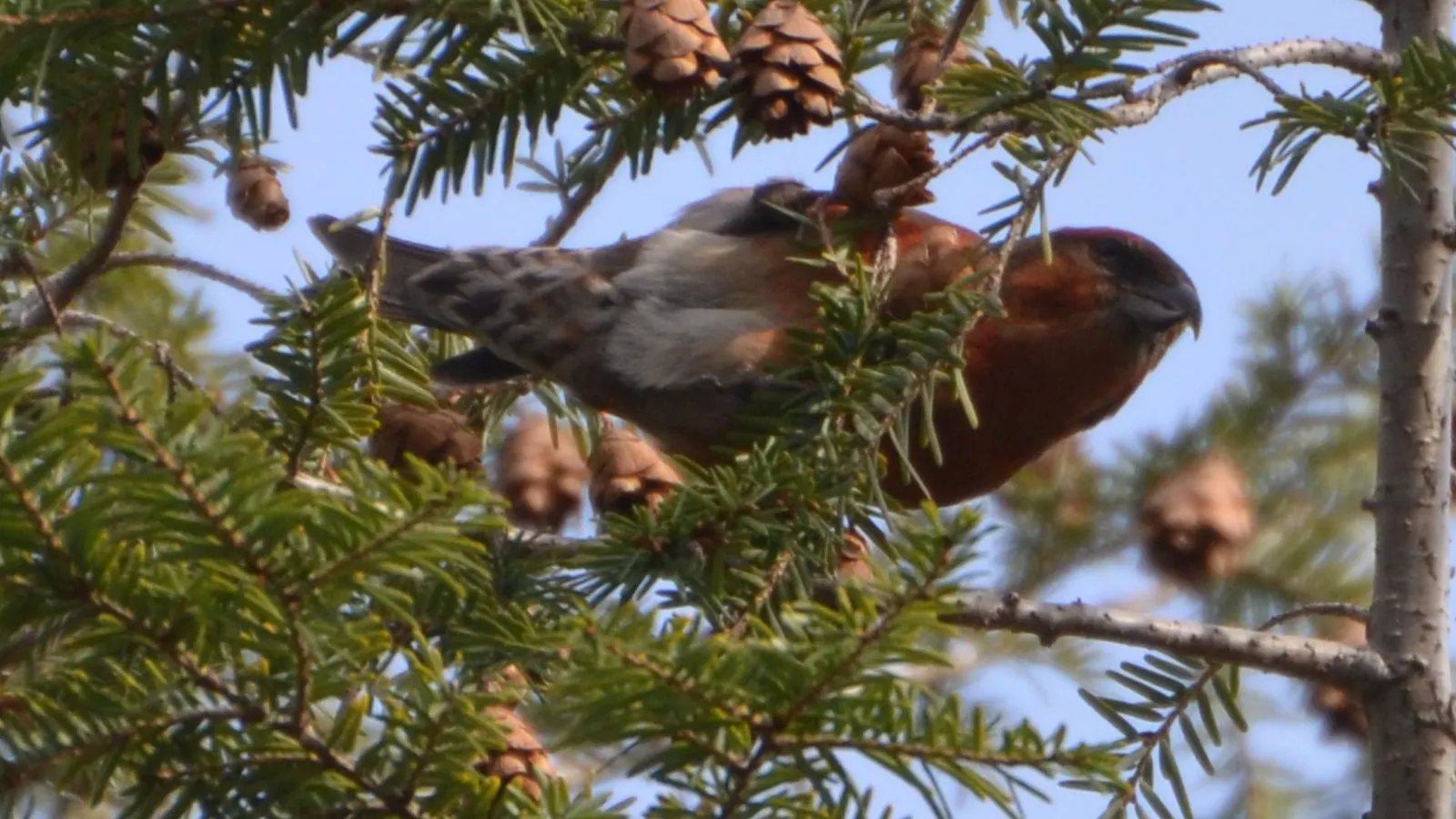 Eastern Hemlock (Tsuga Canadensis) — tan cones that are roughly 0.75 inches in length