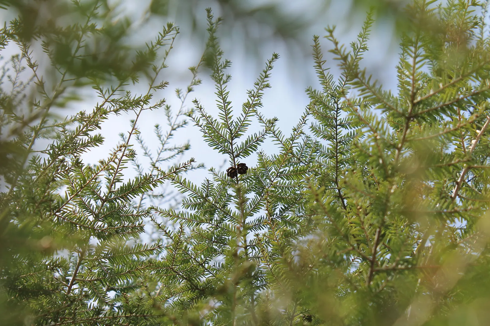 Eastern Hemlock (Tsuga Canadensis) — Eastern Hemlock (Tsuga canadensis): A graceful, pyramidal evergreen with fine, feathery foliage; needs well-drained