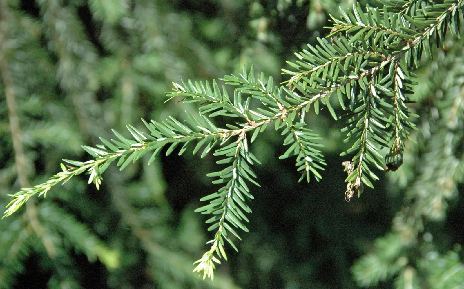 Eastern Hemlock (Tsuga Canadensis) — providing ample shade.<br><br>The Eastern Hemlock is characterized by its fine-textured; the needles are arranged in a