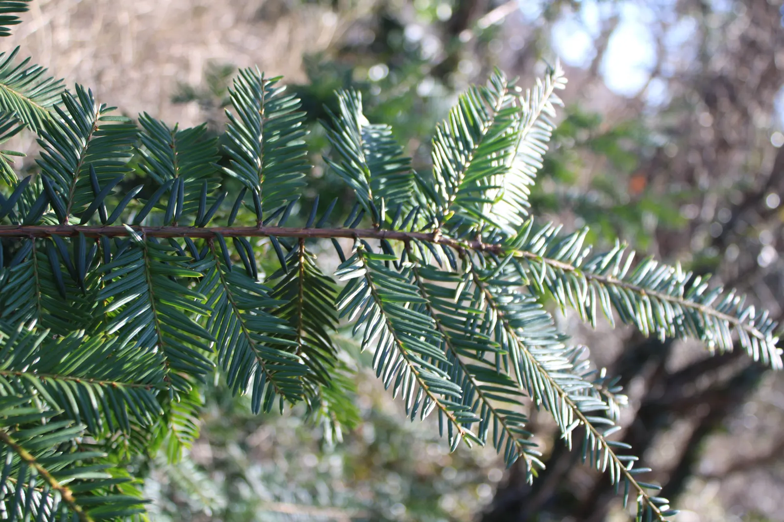 Eastern Hemlock (Tsuga Canadensis) — The needles are arranged in a feathery; with some specimens soaring up to 100 feet under ideal conditions