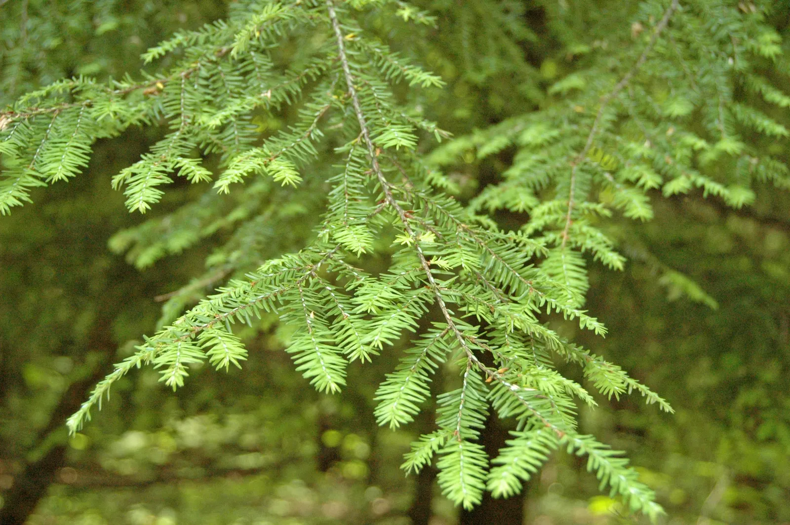 Eastern Hemlock (Tsuga Canadensis) — Its delicate needles and drooping branch tips create a soft texture; well-drained soils with a slightly acidic pH