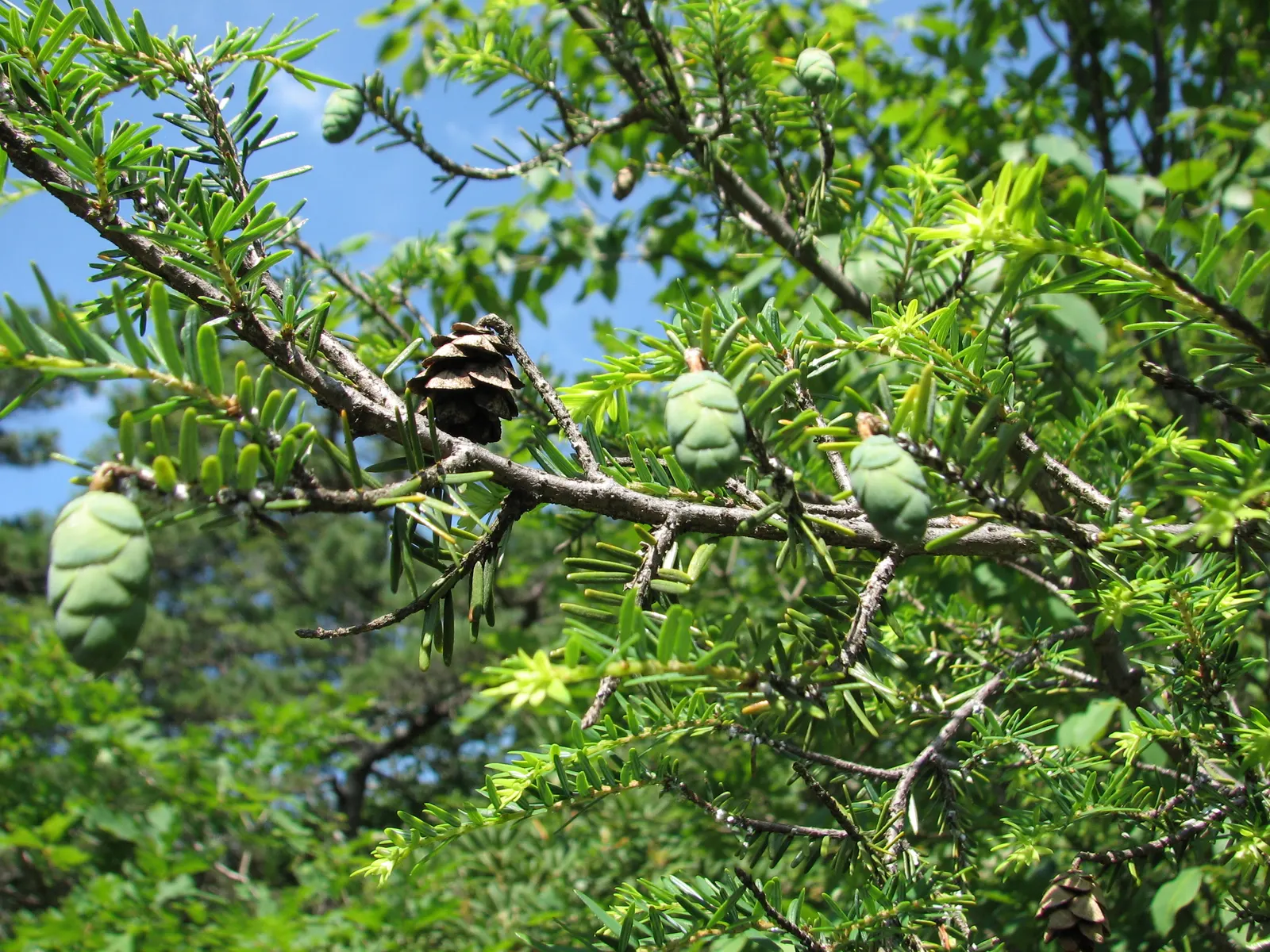 Eastern Hemlock (Tsuga Canadensis) — an invasive insect that can cause significant damage